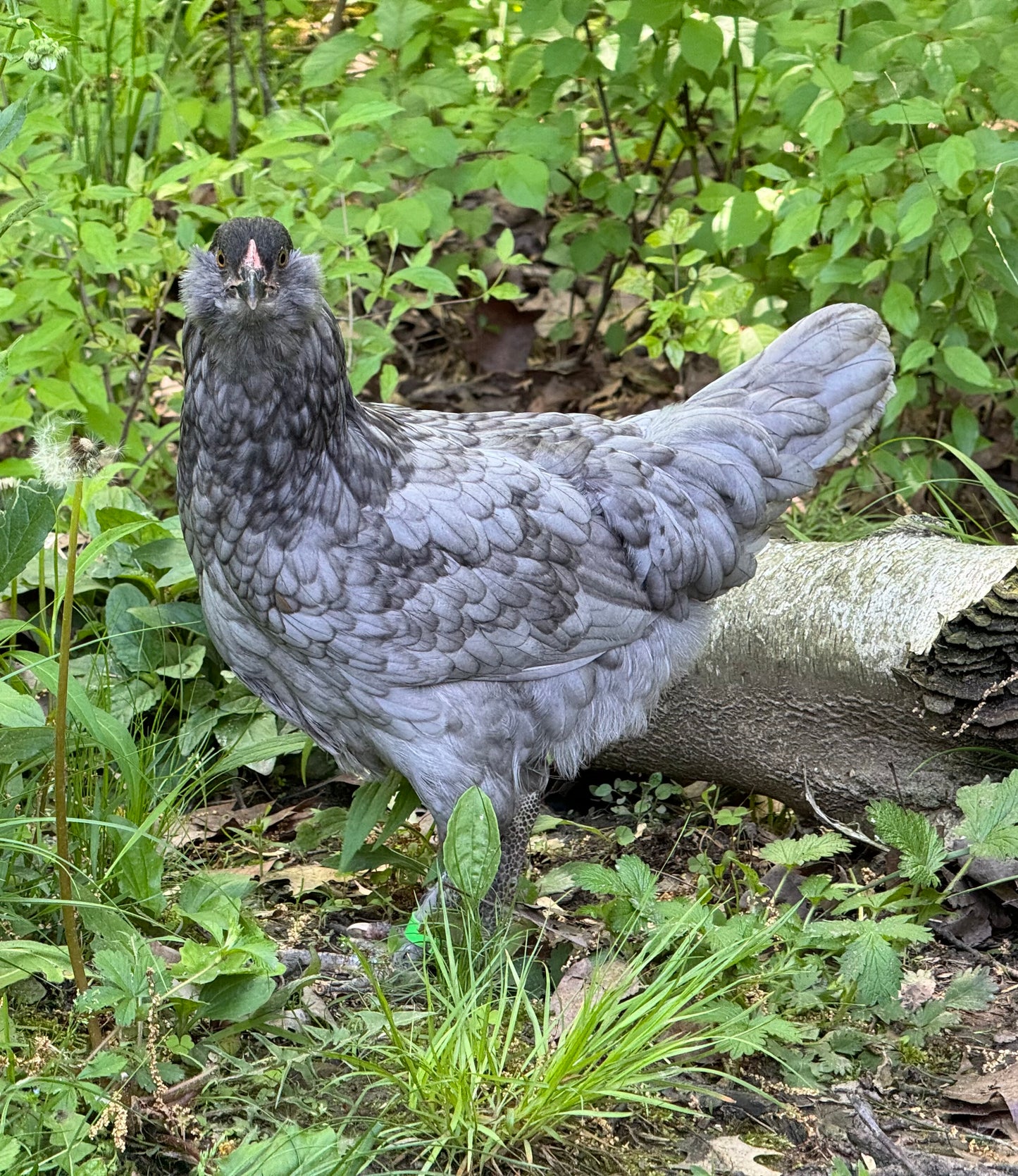Olive Egger Chicks