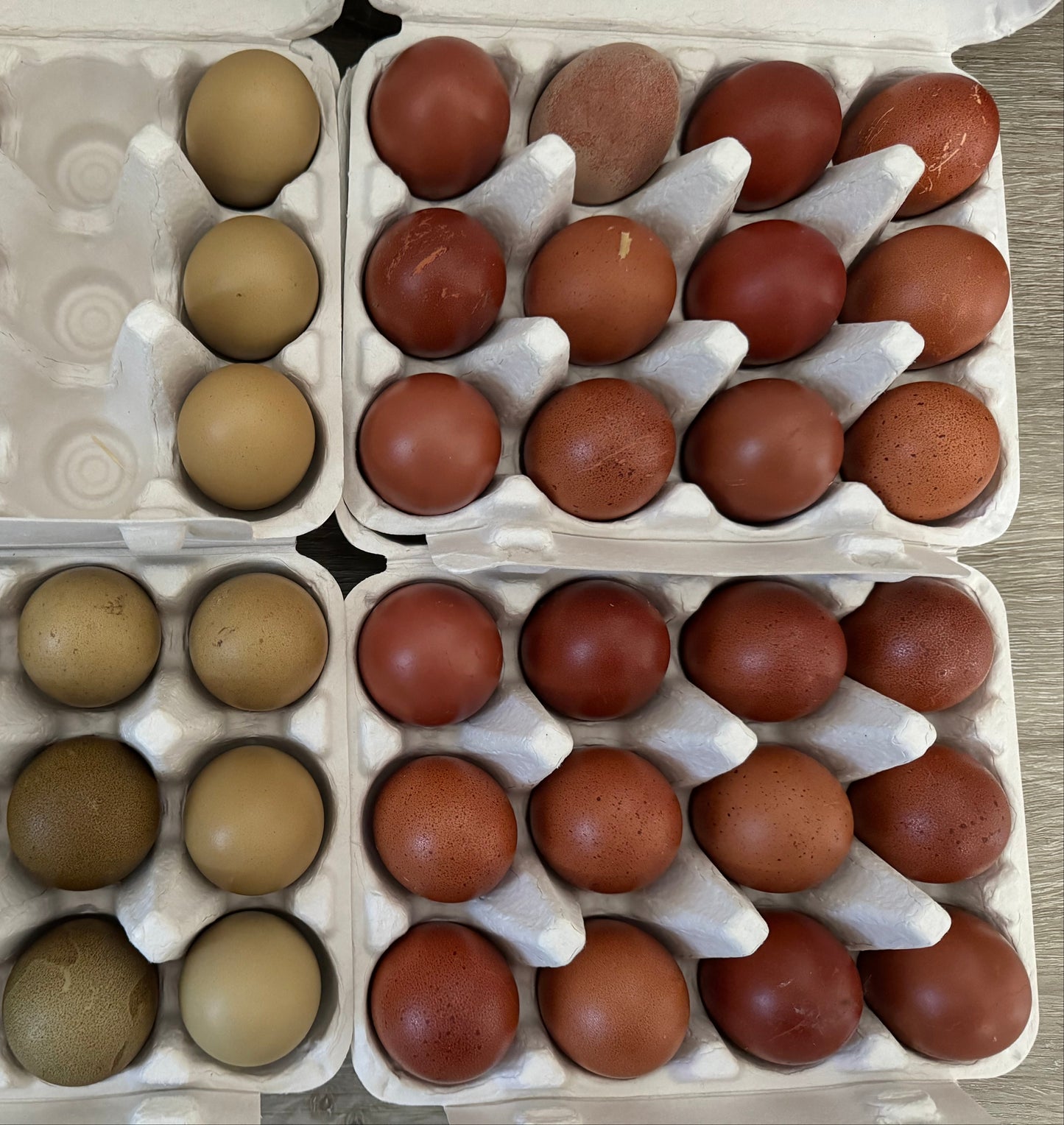BBS Marans Chicks