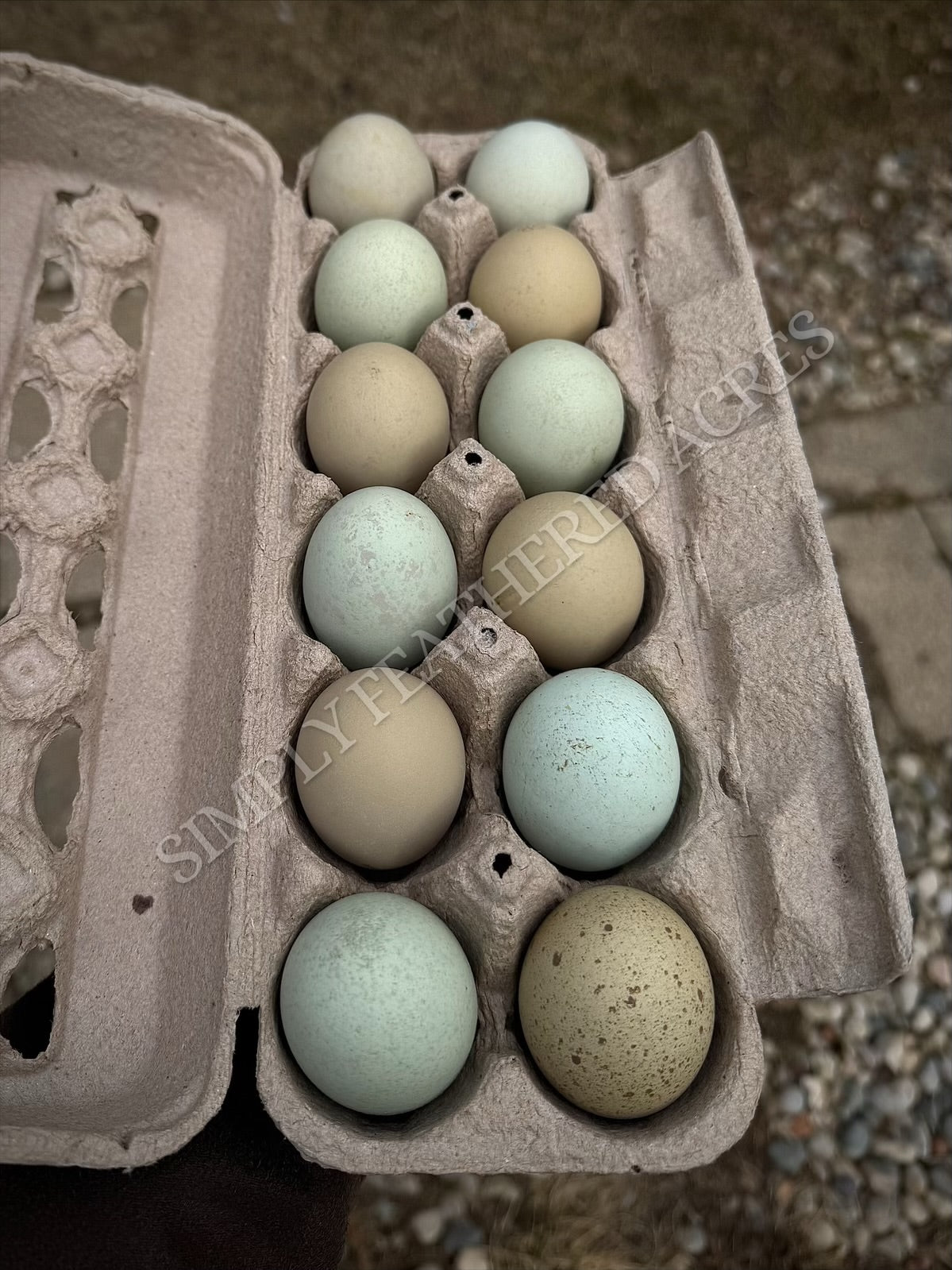 Silverudd’s Blue Chicks
