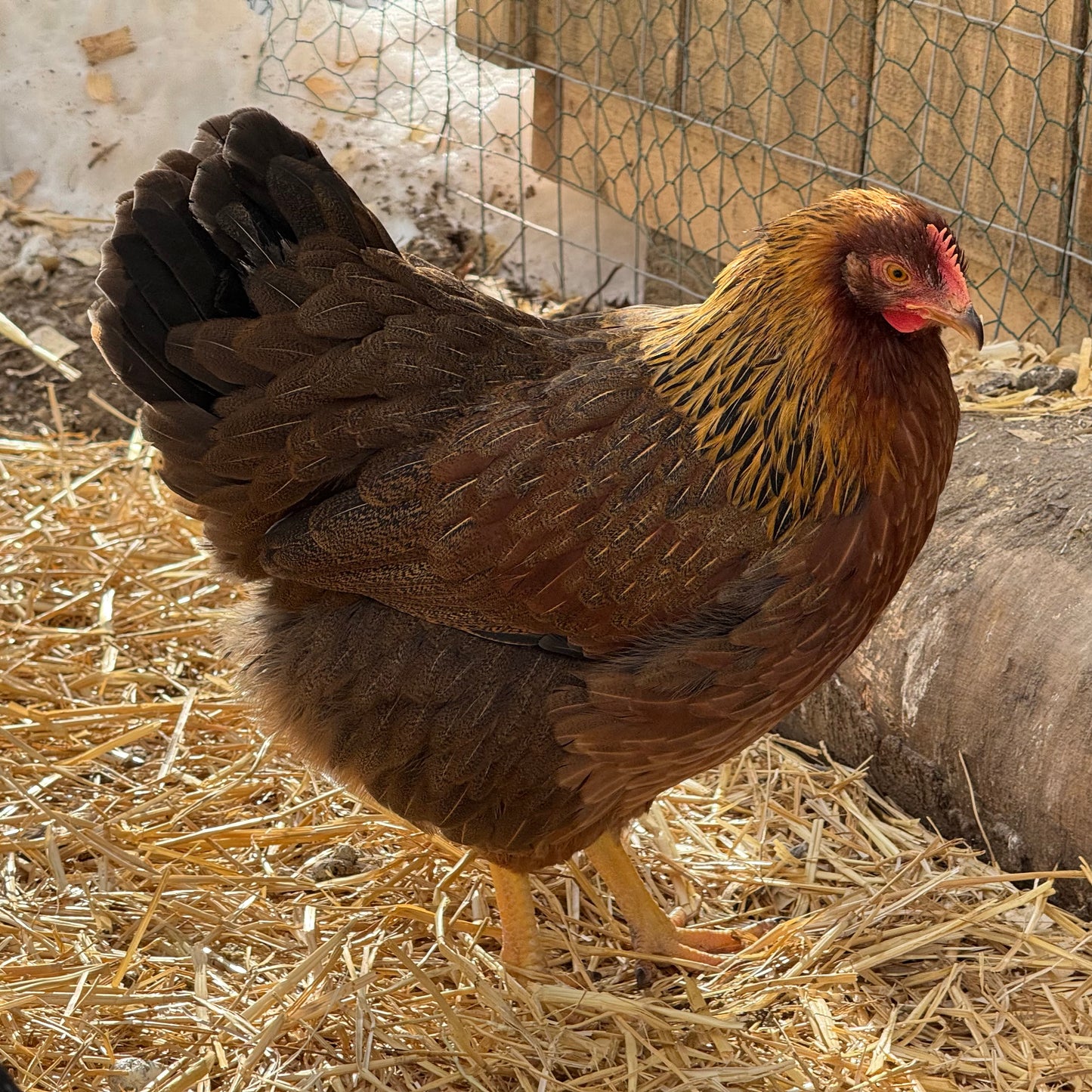 Welsummer Hatching Eggs