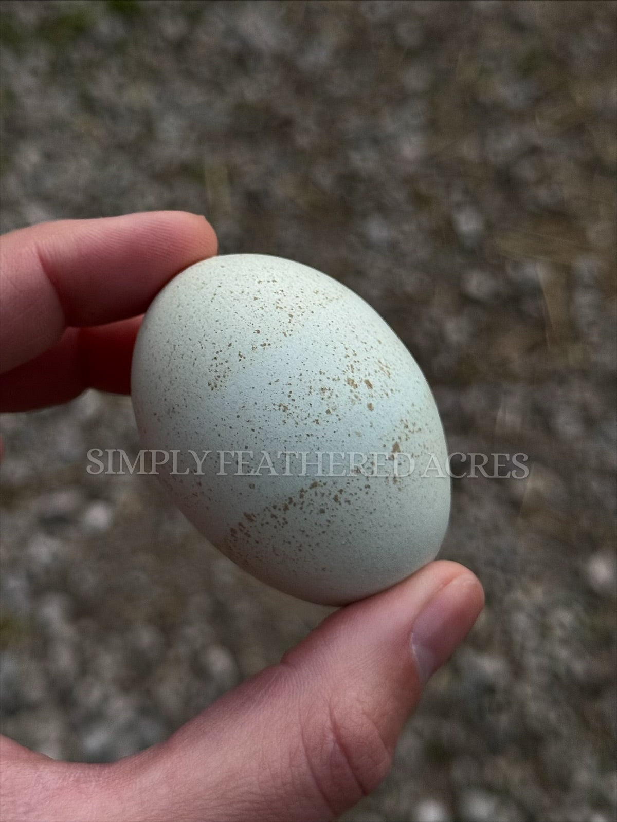 Silverudd’s Blue Hatching Eggs