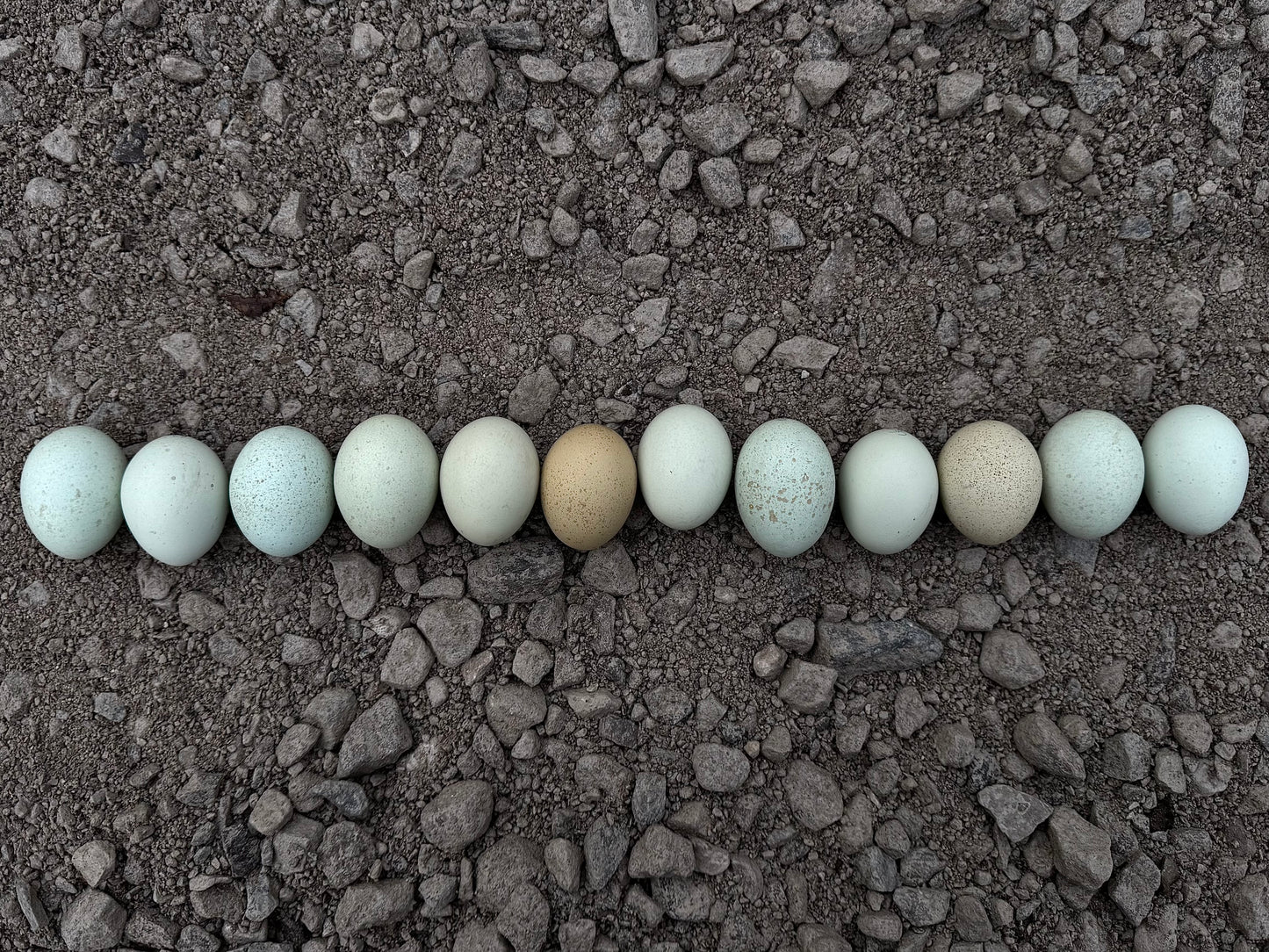 Silverudd’s Blue Hatching Eggs *FALL/WINTER 2025 PREORDERS*