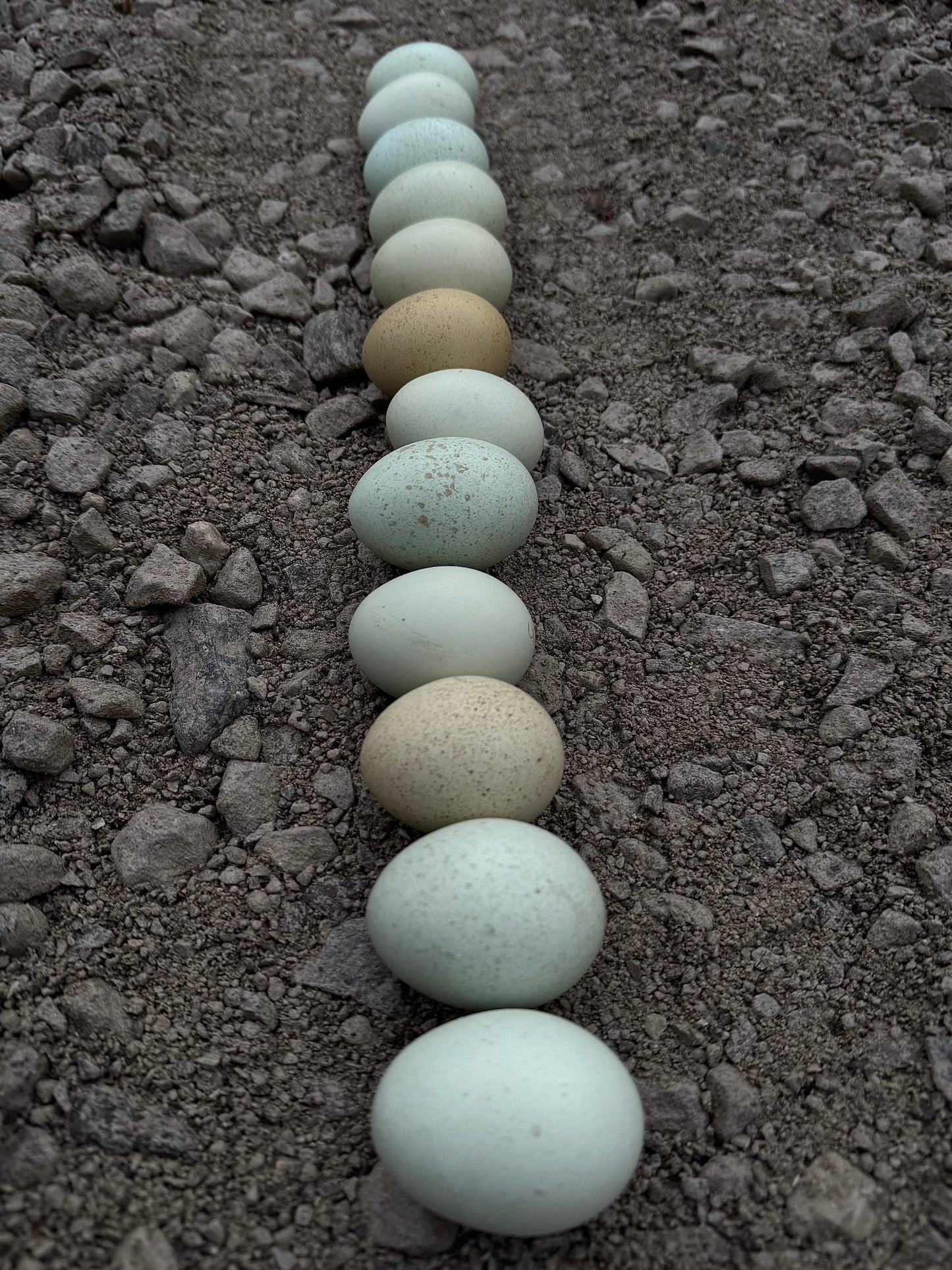 Silverudd’s Blue Hatching Eggs *FALL/WINTER 2025 PREORDERS*