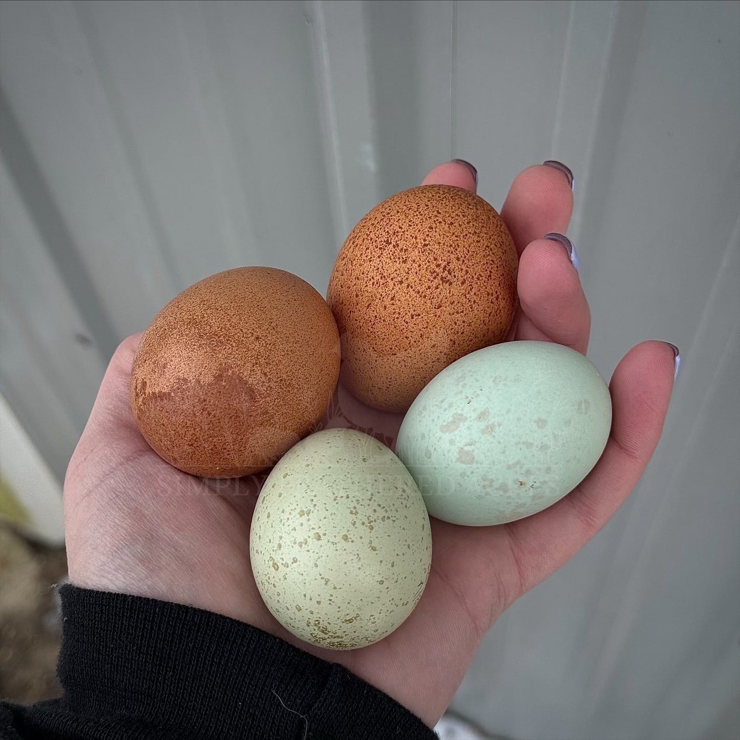 Speckled Hatching Eggs