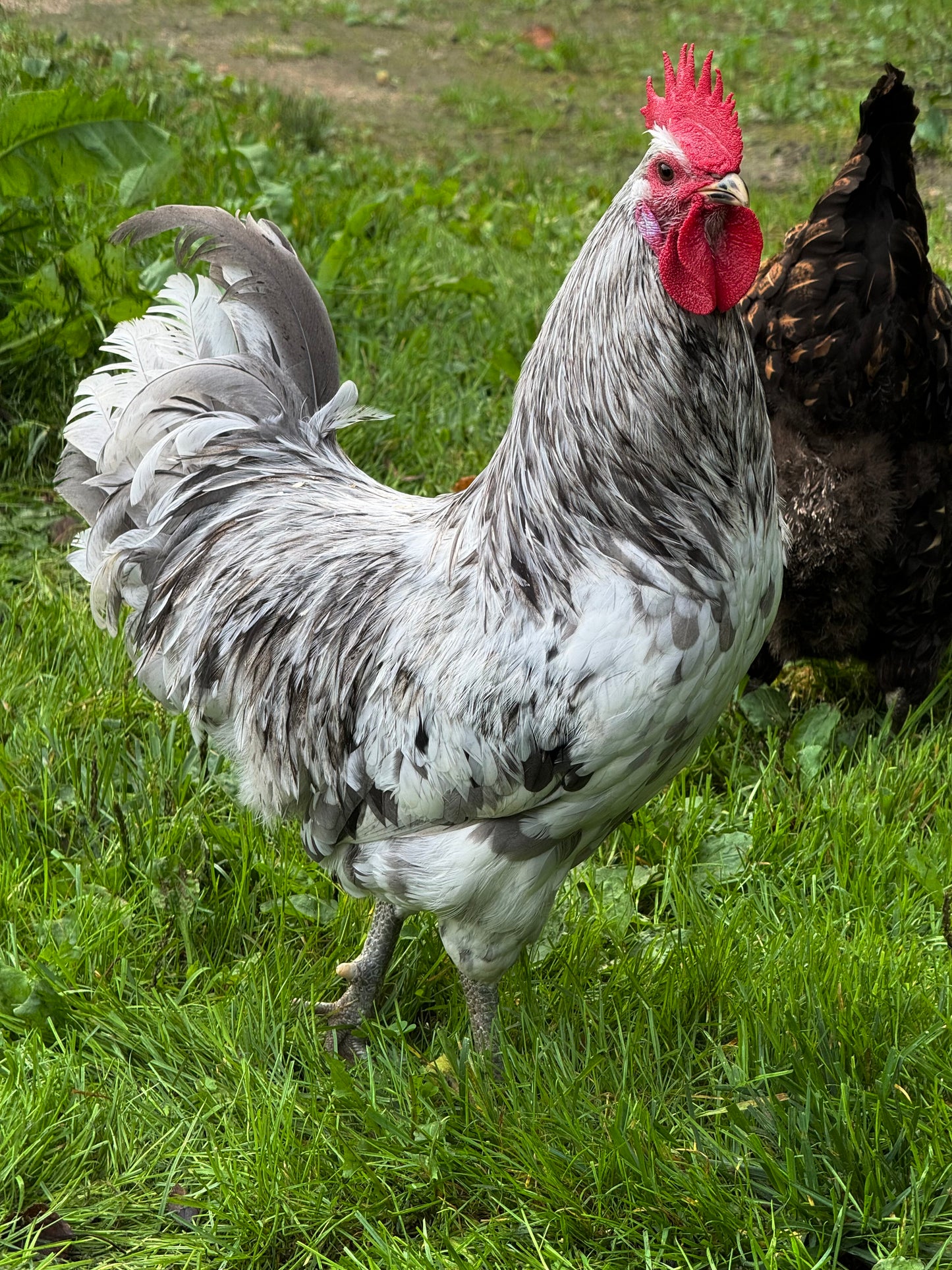 Silverudd’s Blue Hatching Eggs *FALL/WINTER 2025 PREORDERS*