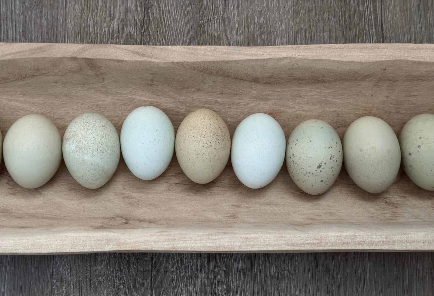 Silverudd’s Blue Hatching Eggs *FALL/WINTER 2025 PREORDERS*