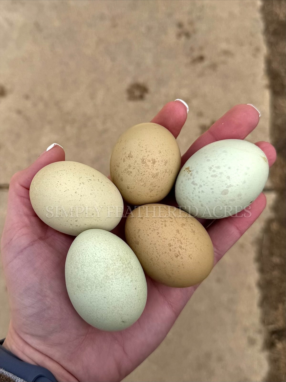 Silverudd’s Blue Hatching Eggs *FALL/WINTER 2025 PREORDERS*