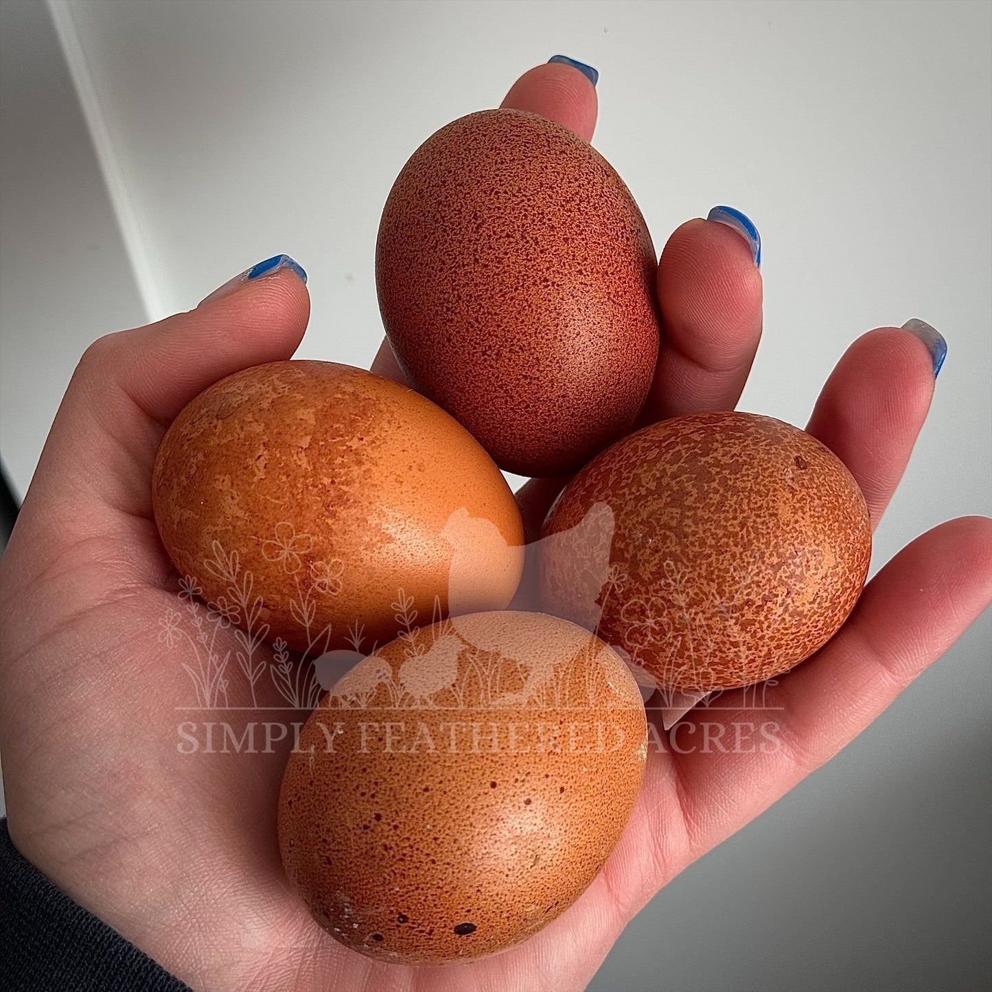 Welsummer Chicks