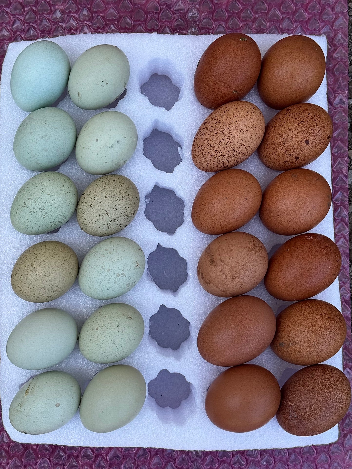 Welsummer Hatching Eggs