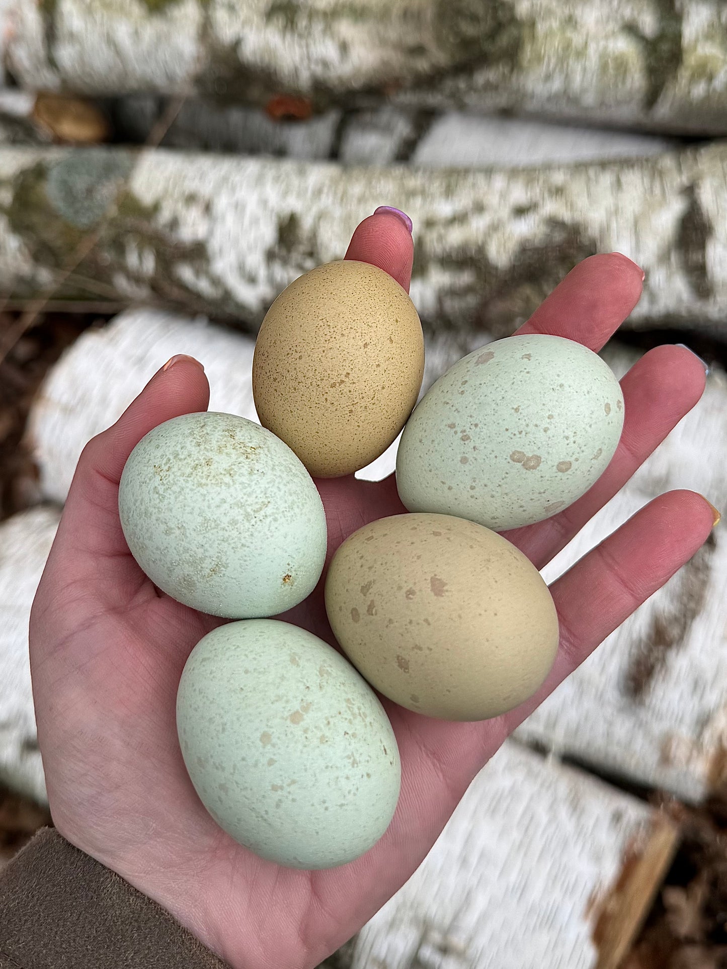 Silverudd’s Blue Hatching Eggs *FALL/WINTER 2025 PREORDERS*