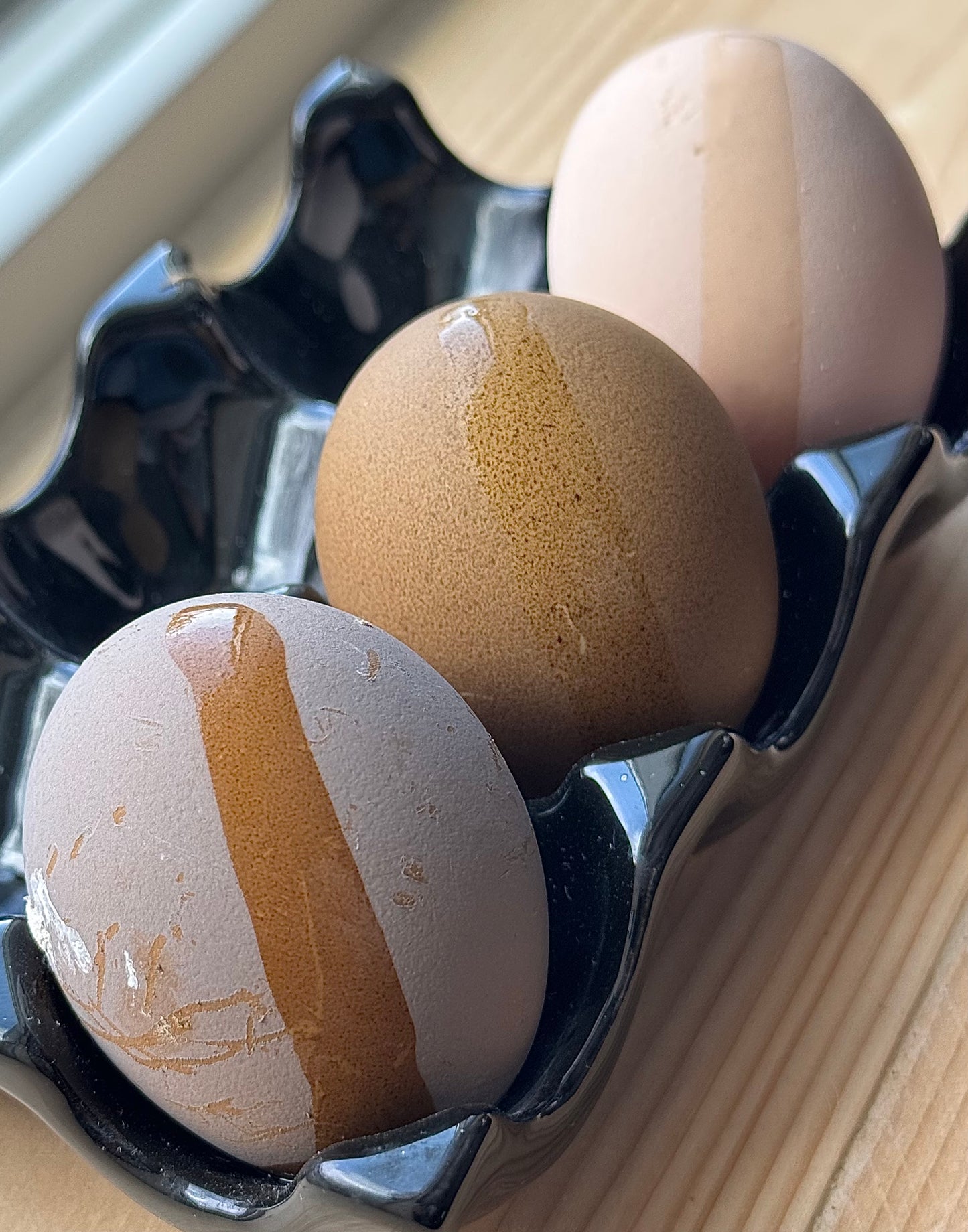 Olive Egger Chicks