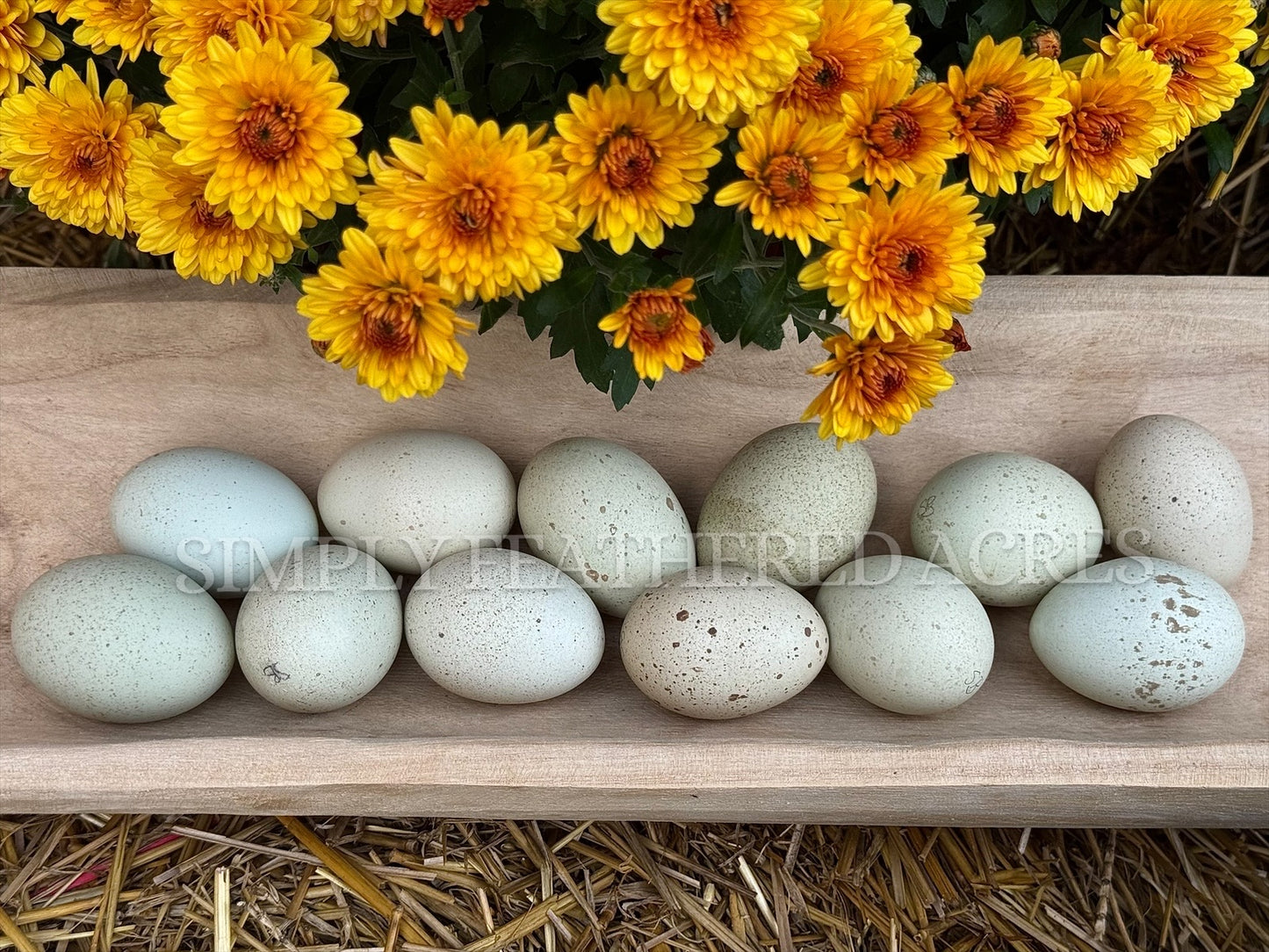 Silverudd’s Blue Hatching Eggs