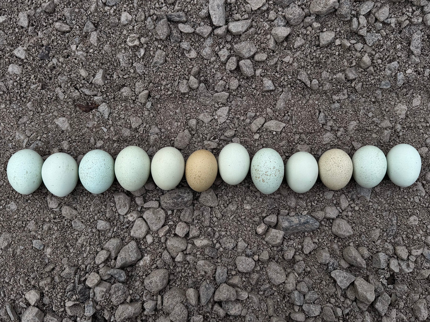 Silverudd’s Blue Chicks