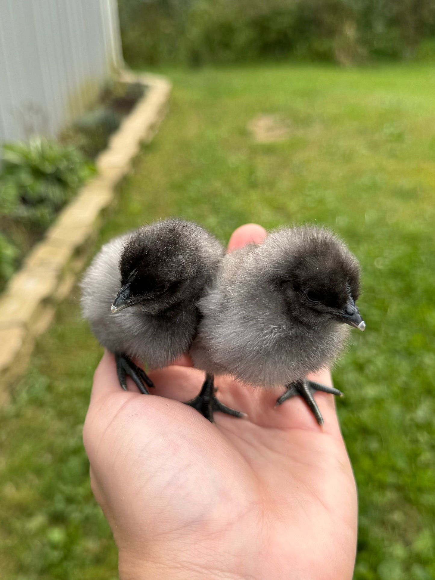 Fibro Egger Chicks