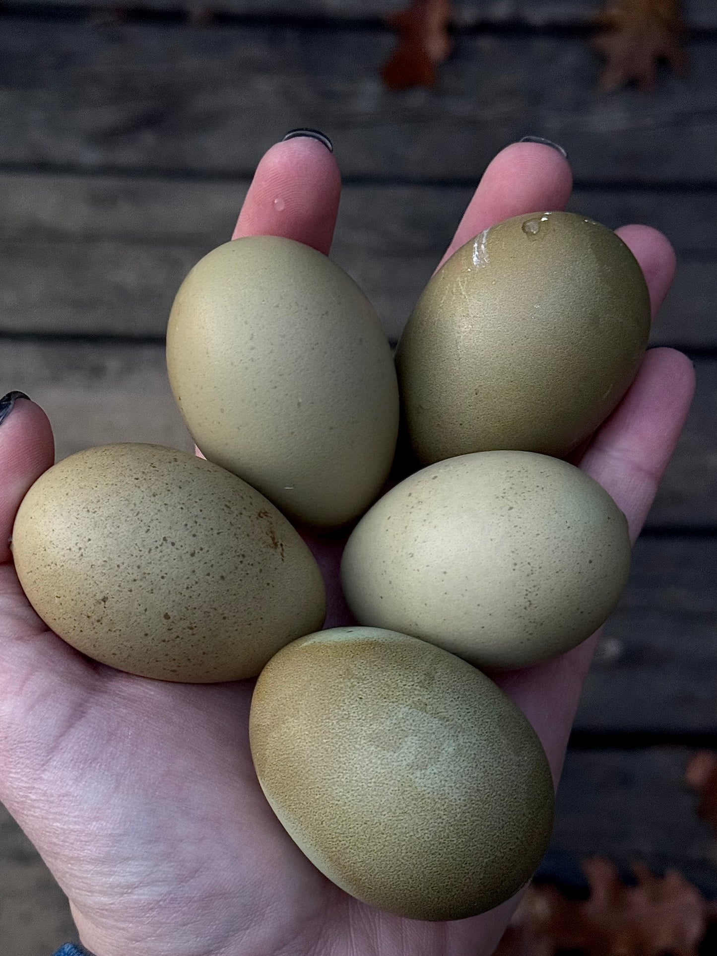 Olive Egger Chicks