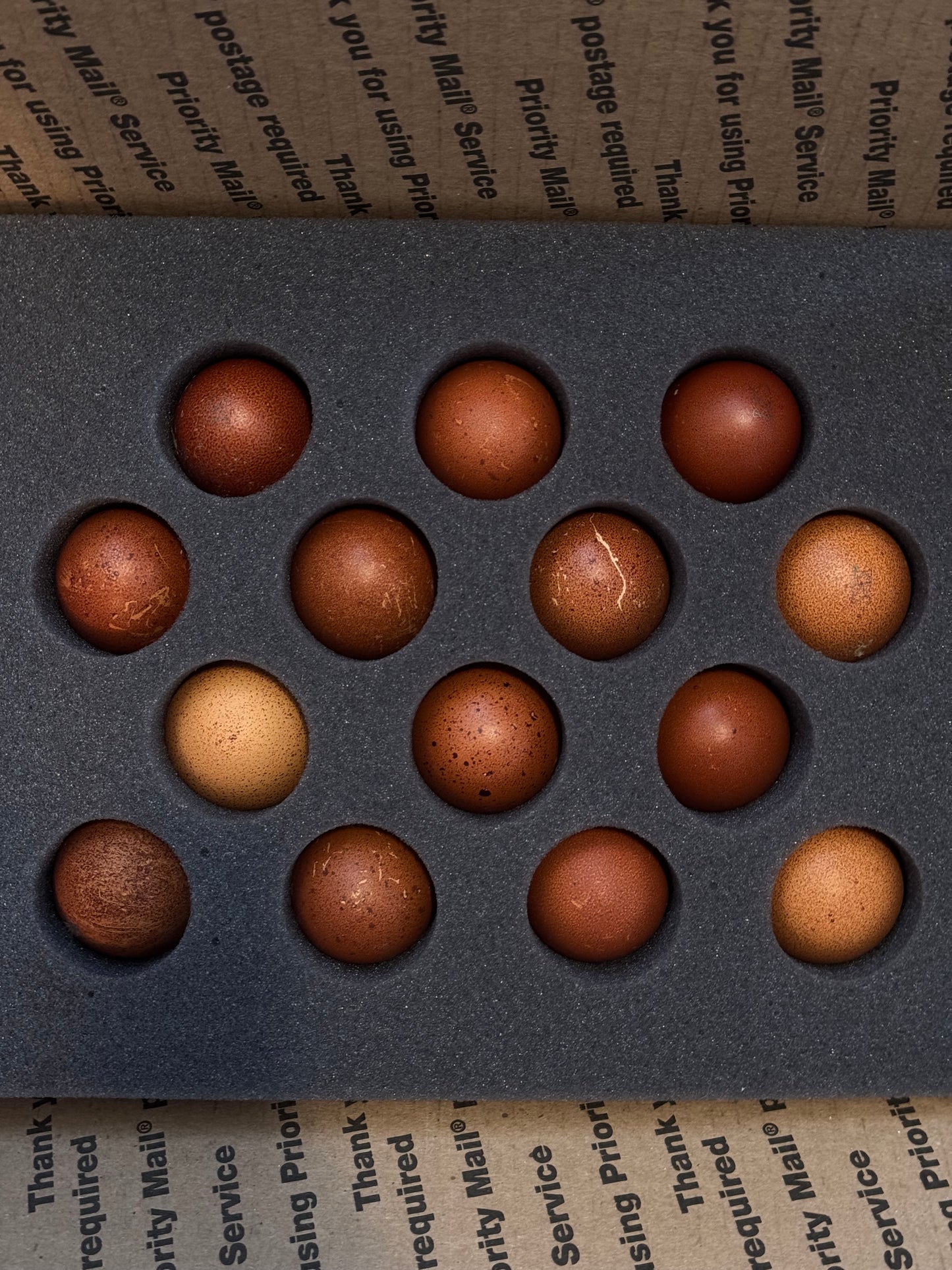 BBS Marans Chicks