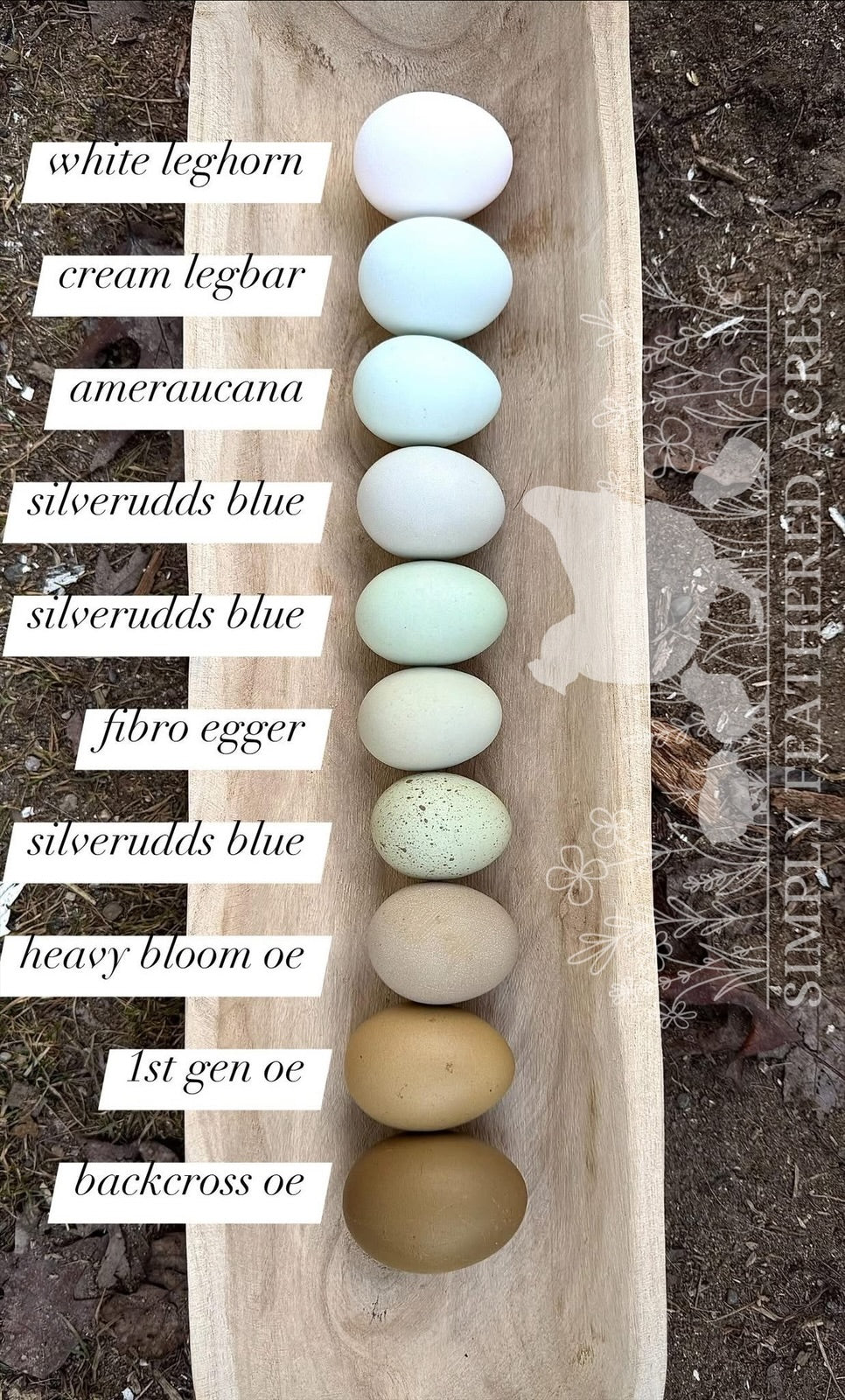Customer’s Choice Hatching Eggs