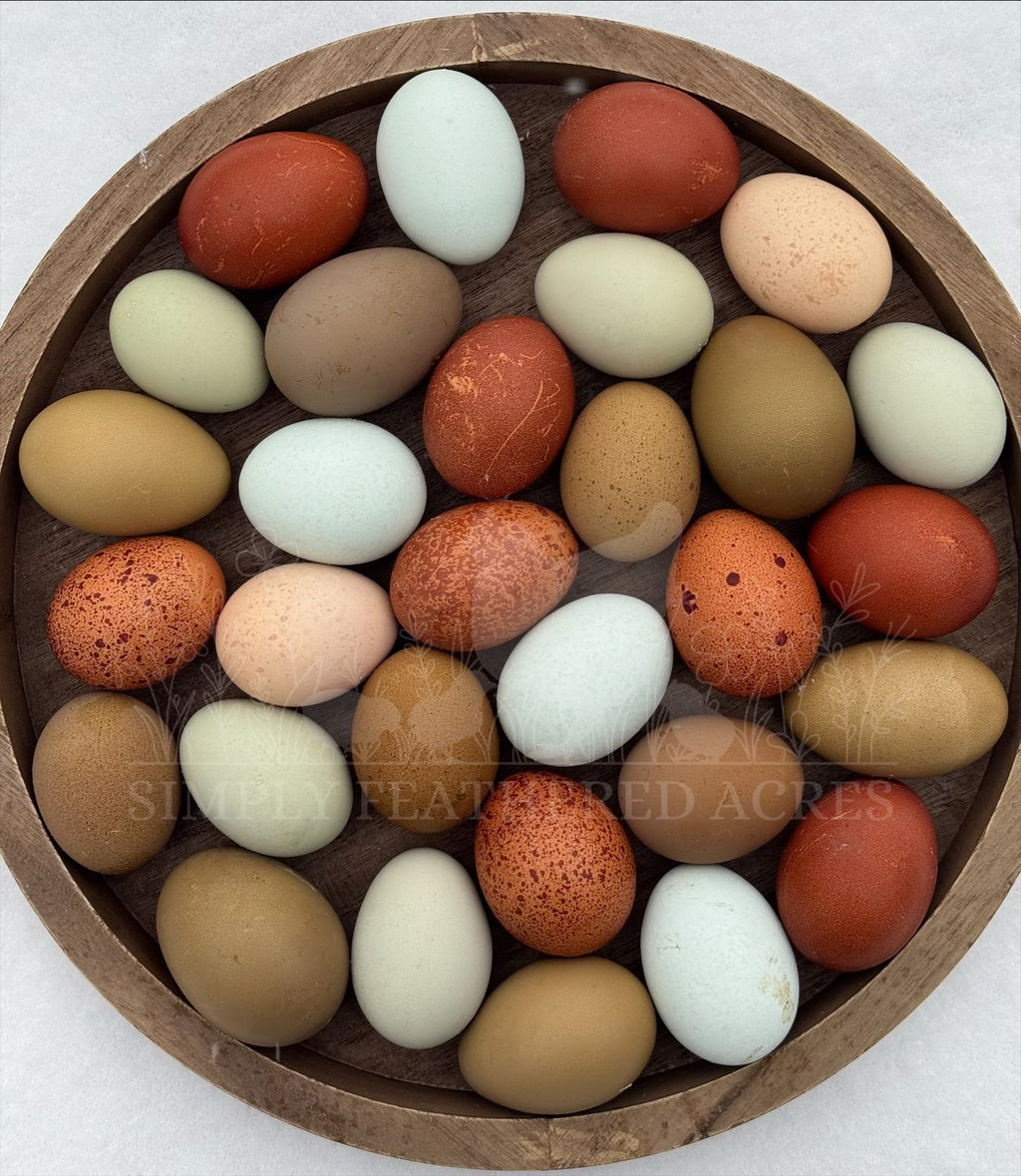 Rainbow Hatching Eggs