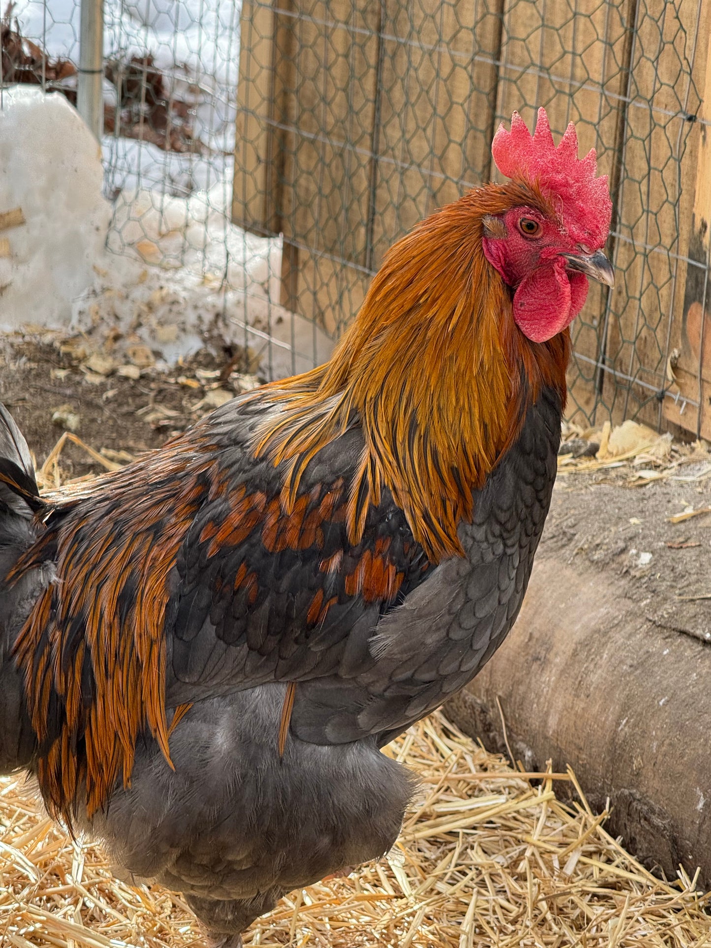 BBS Marans Chicks