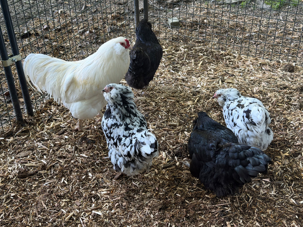 Ermine Ameraucana Chicks