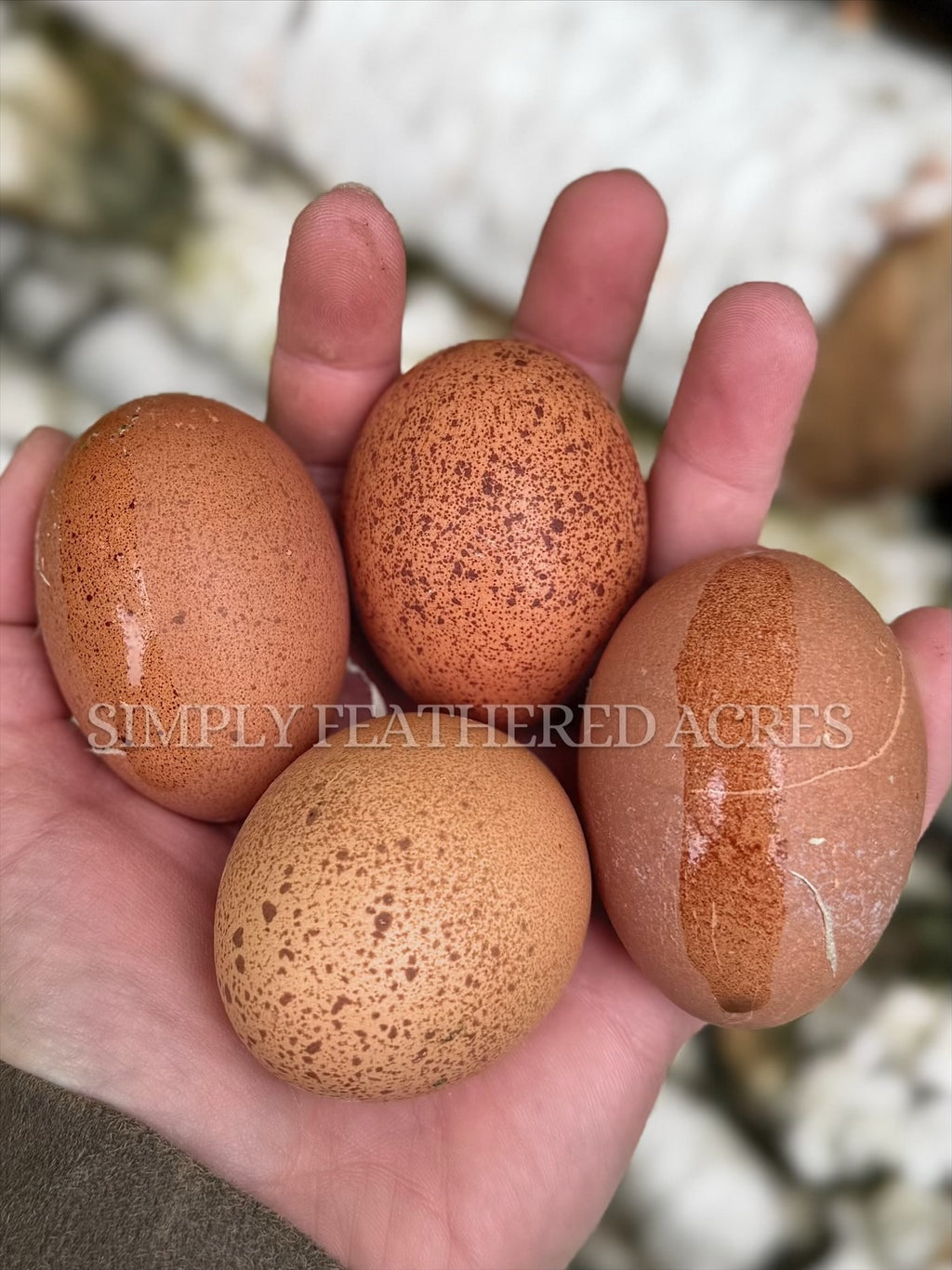 Welsummer Hatching Eggs