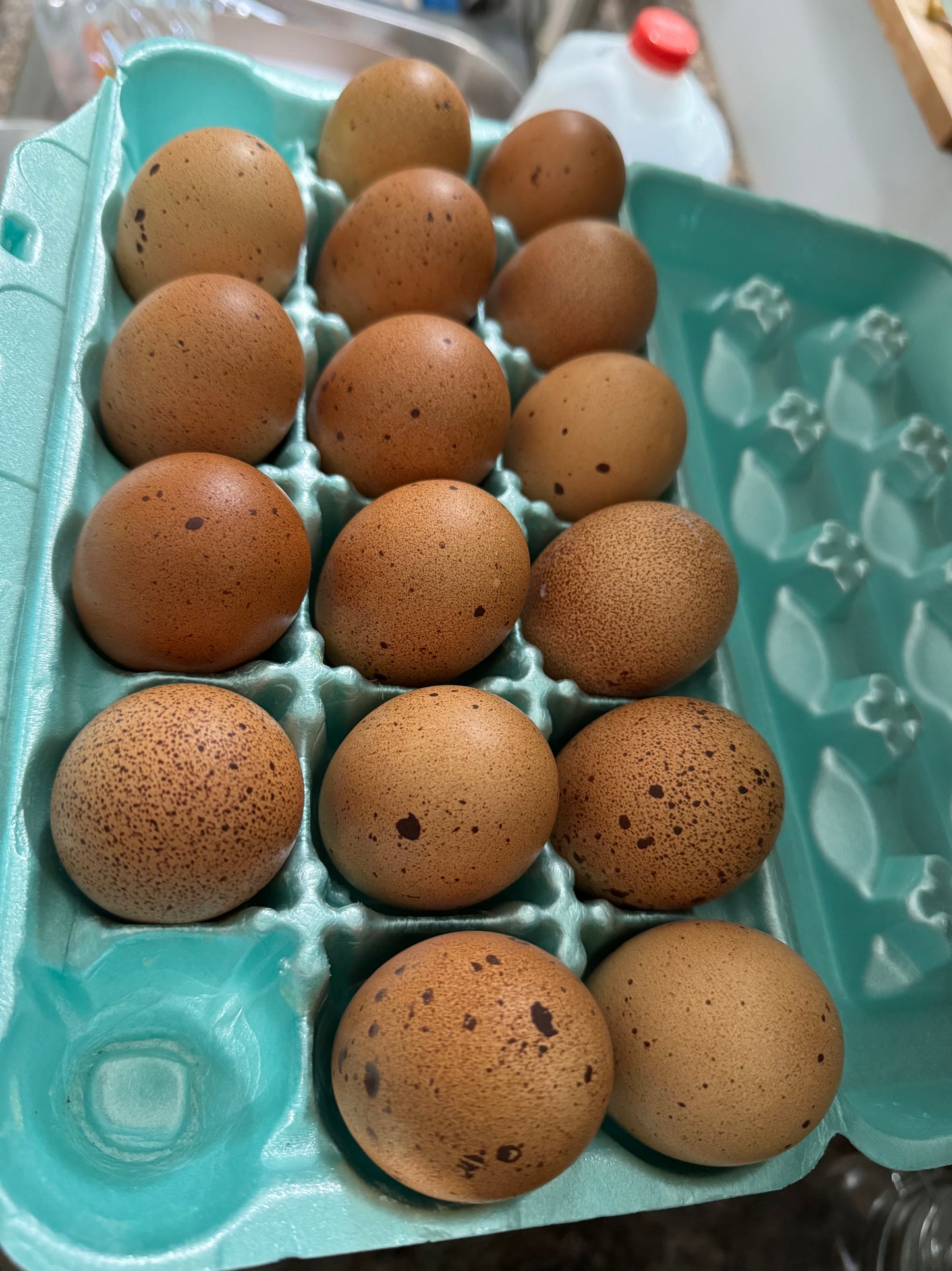 Welsummer Hatching Eggs