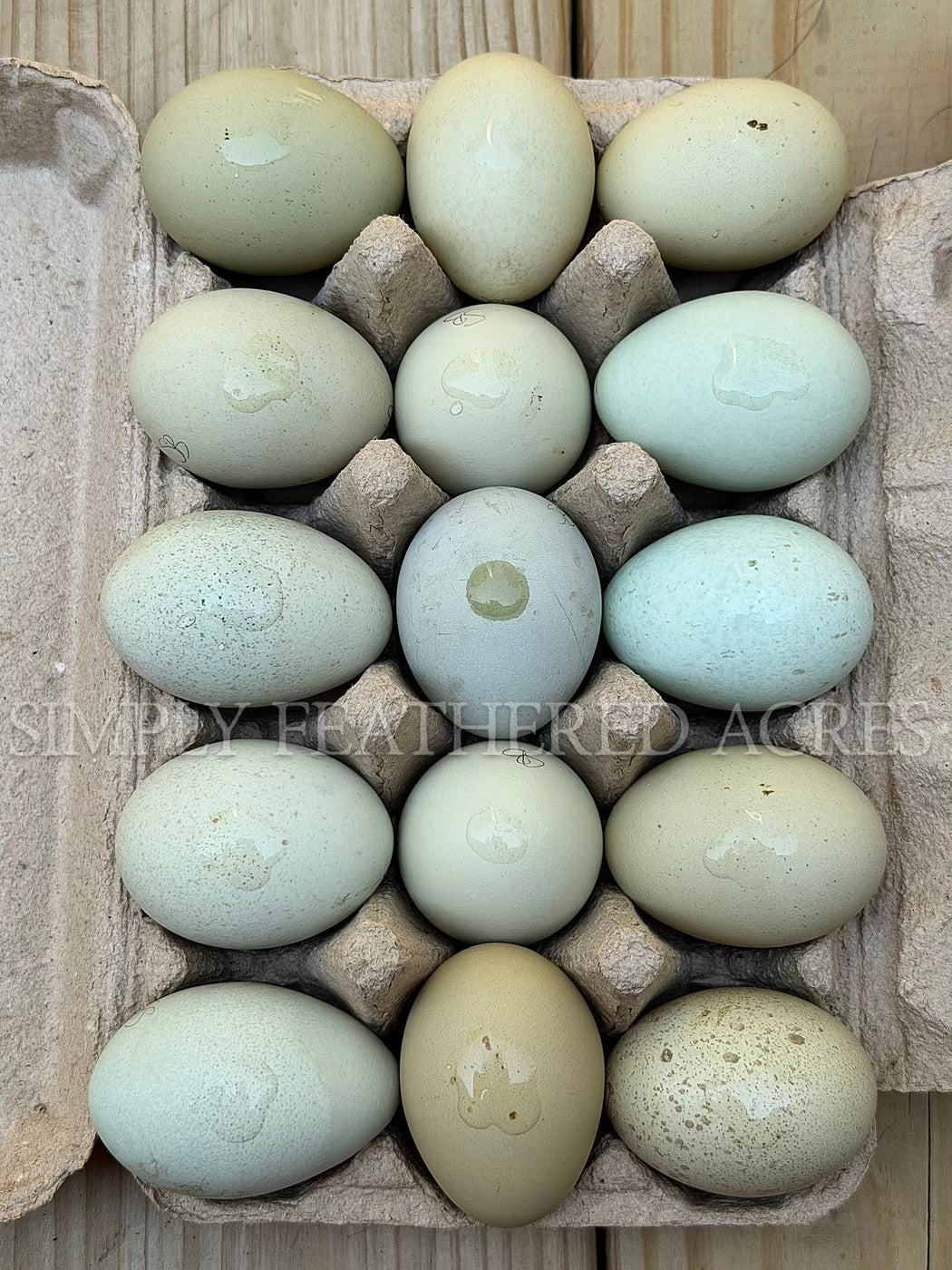 Silverudd’s Blue Hatching Eggs