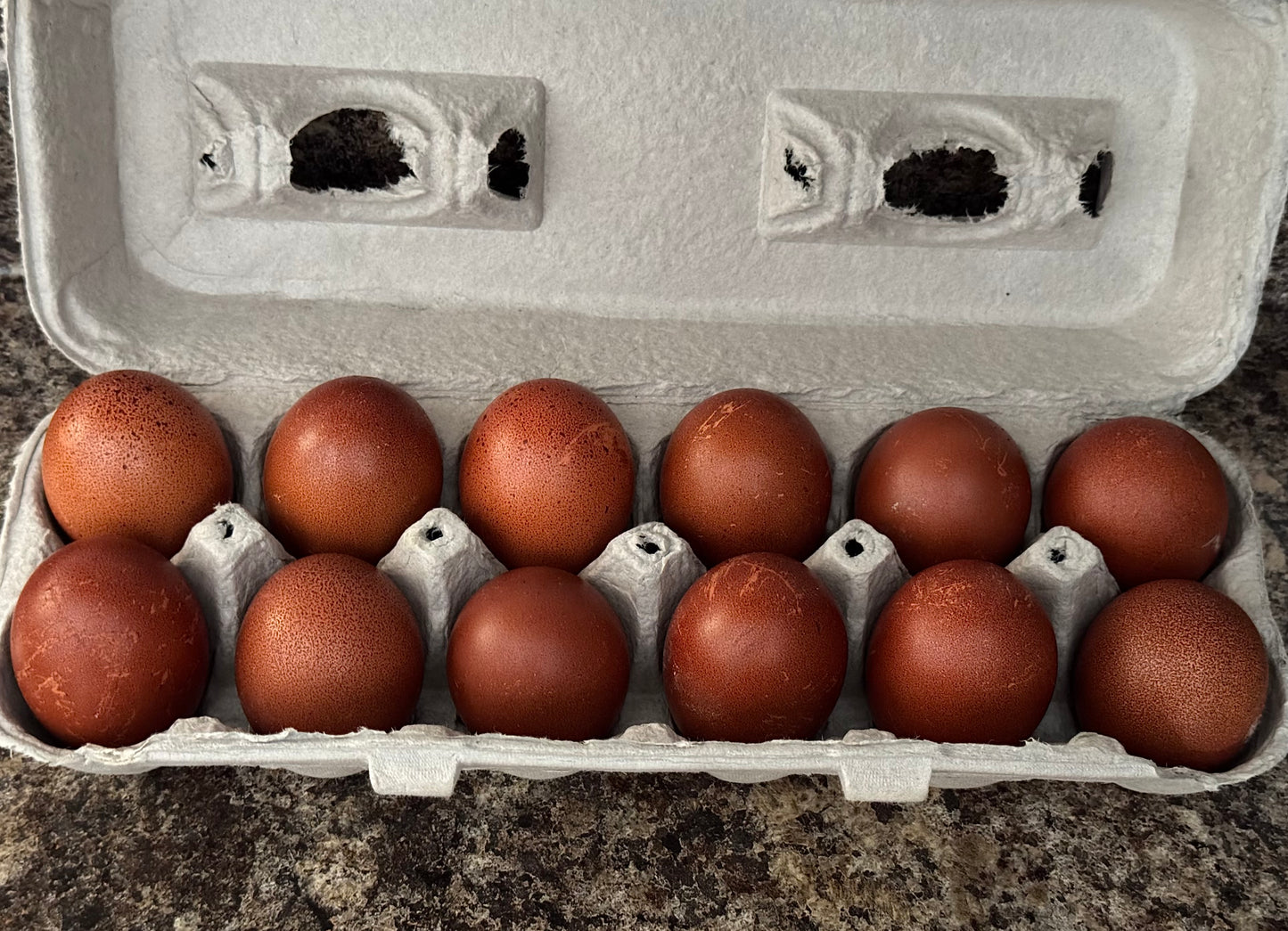 Marans Hatching Eggs