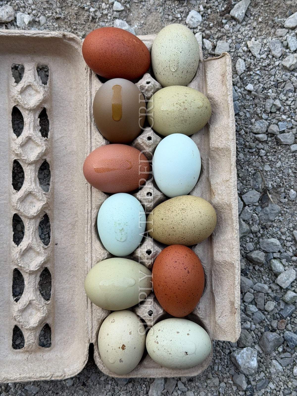 Rainbow Hatching Eggs