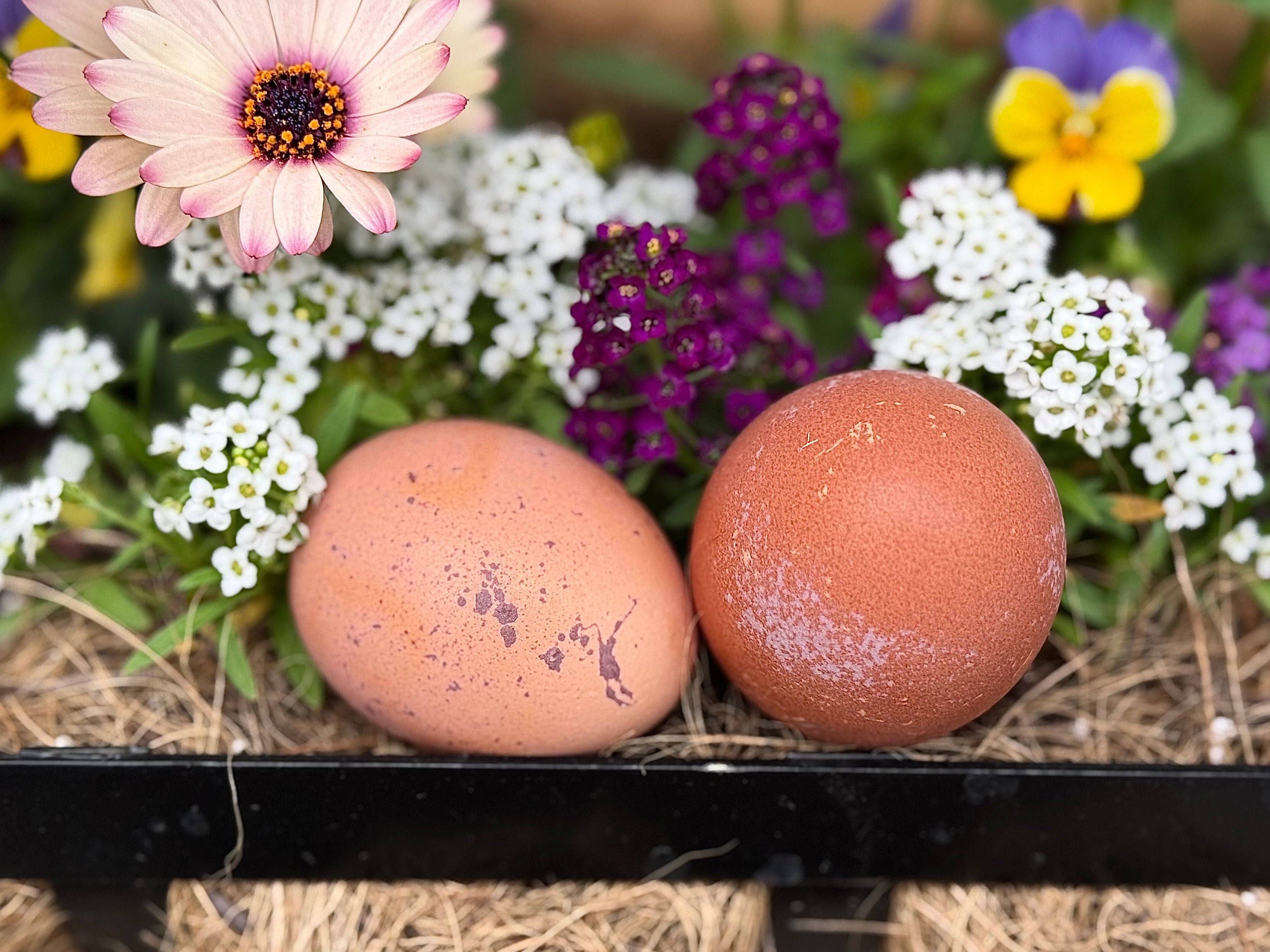 Welsummer Hatching Eggs