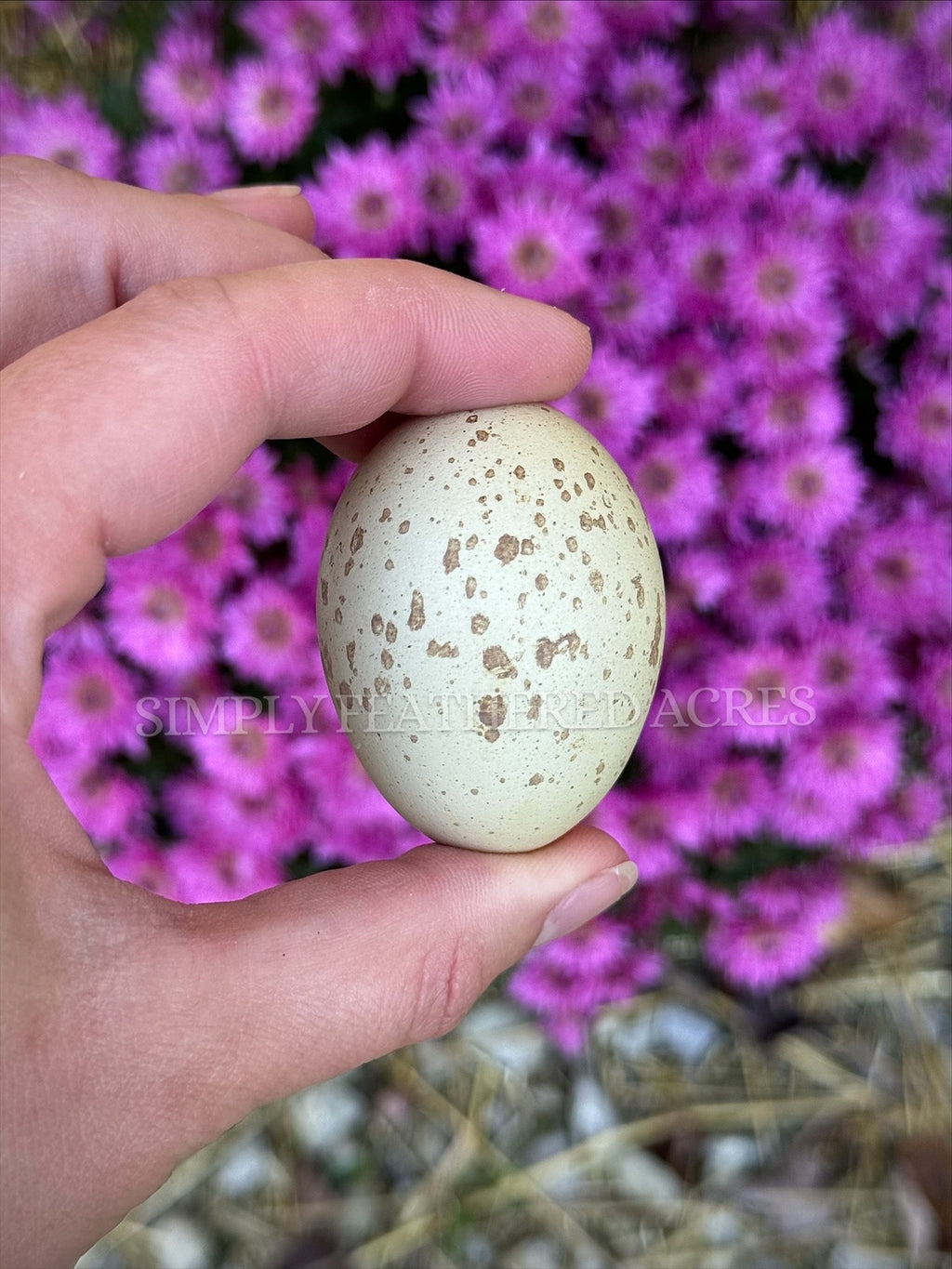 Silverudd’s Blue Hatching Eggs