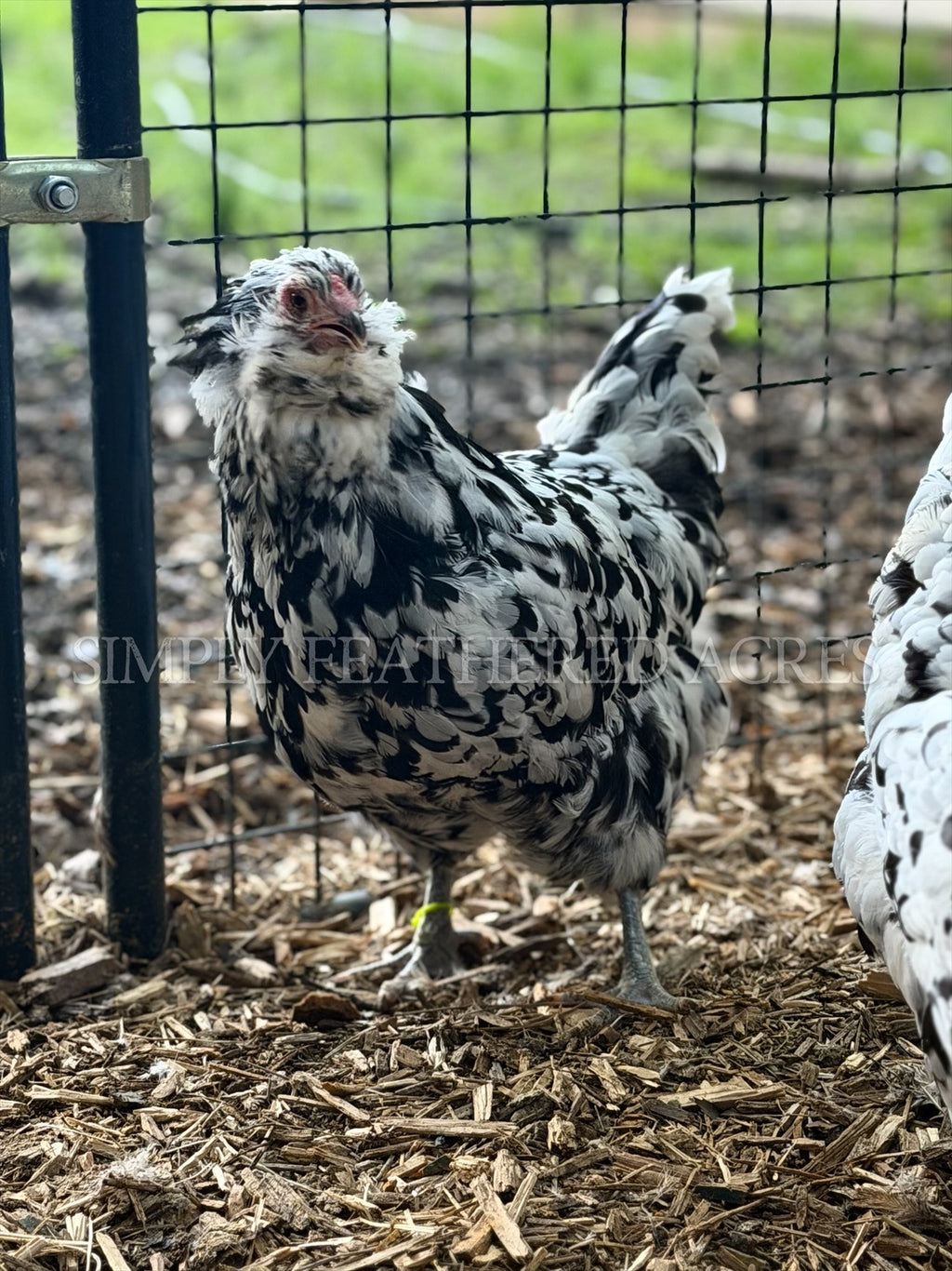 Ermine Ameraucana Hatching Eggs