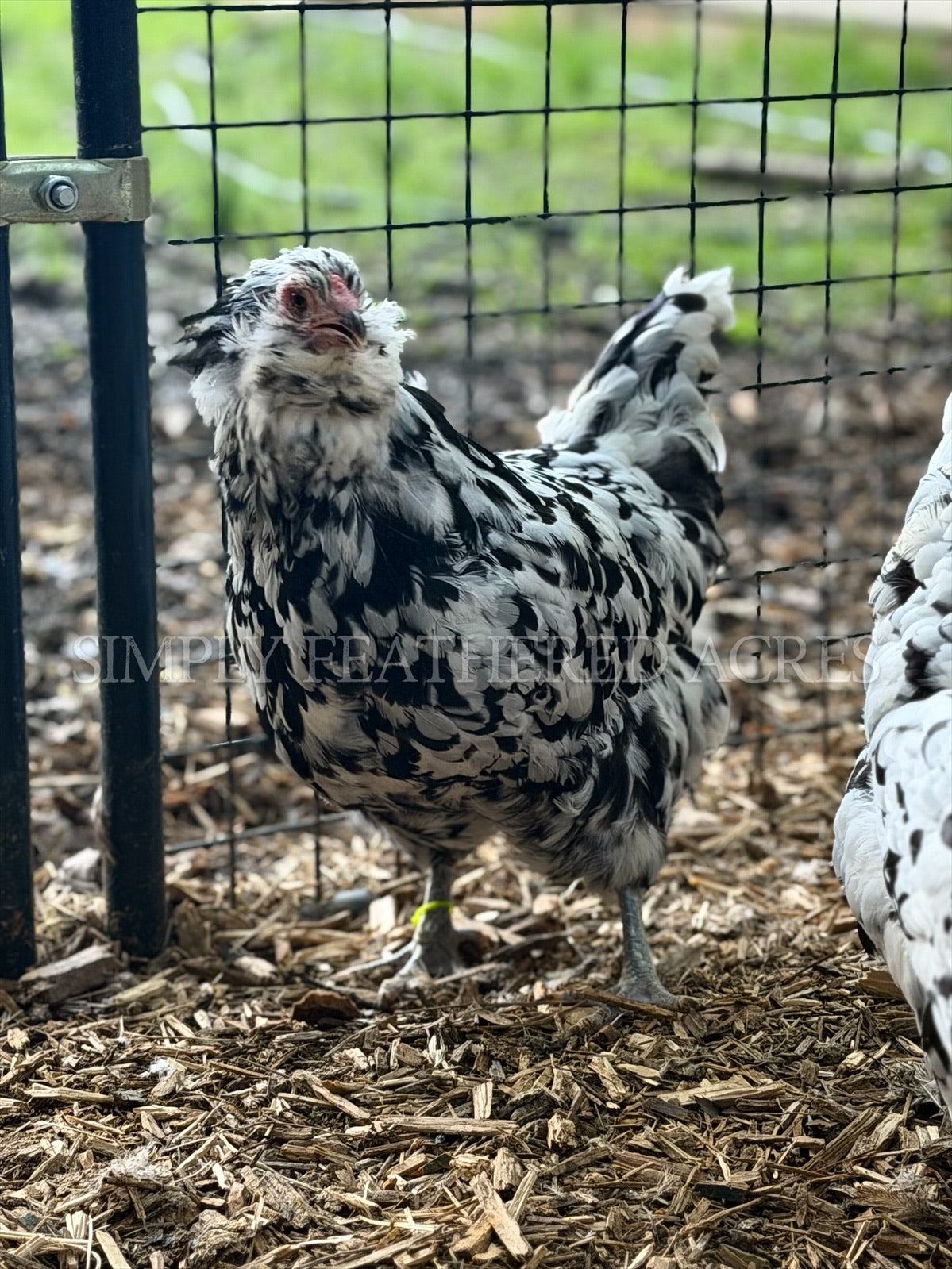Ermine Ameraucana Hatching Eggs