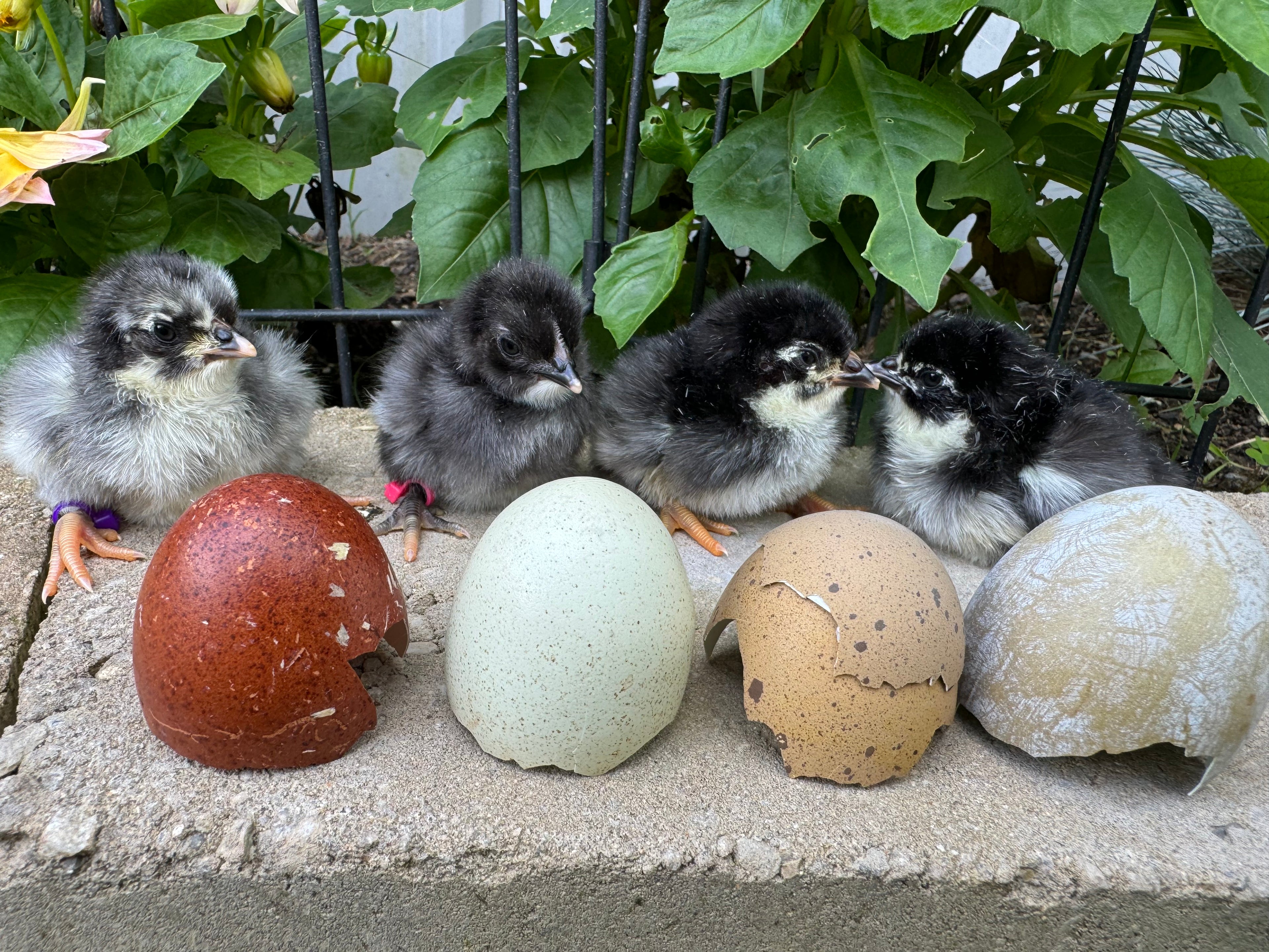 Chick Mystery Box