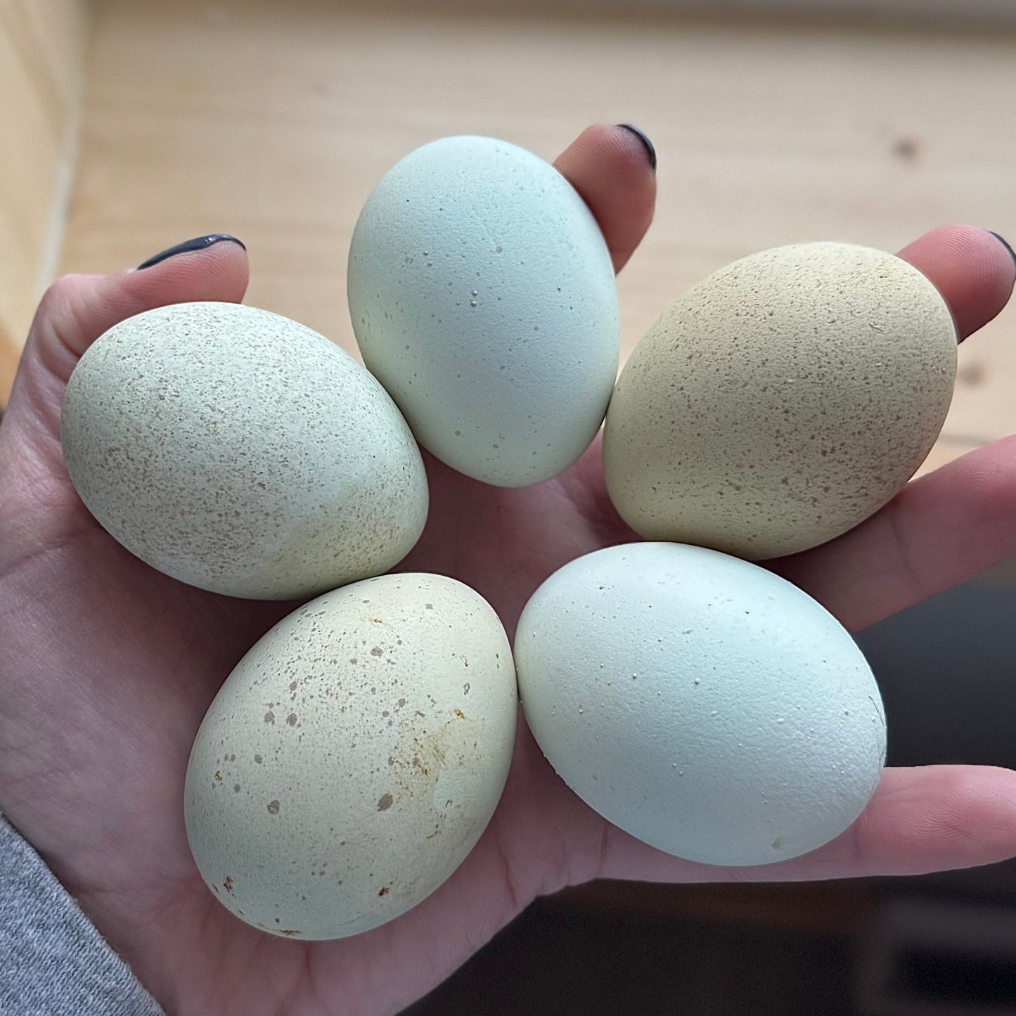 Silverudds Blue Hatching Eggs