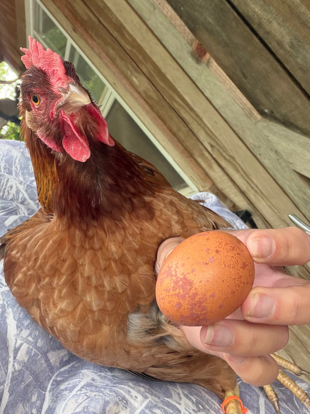 Welsummer Hatching Eggs