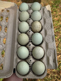 Silverudd’s Blue Hatching Eggs