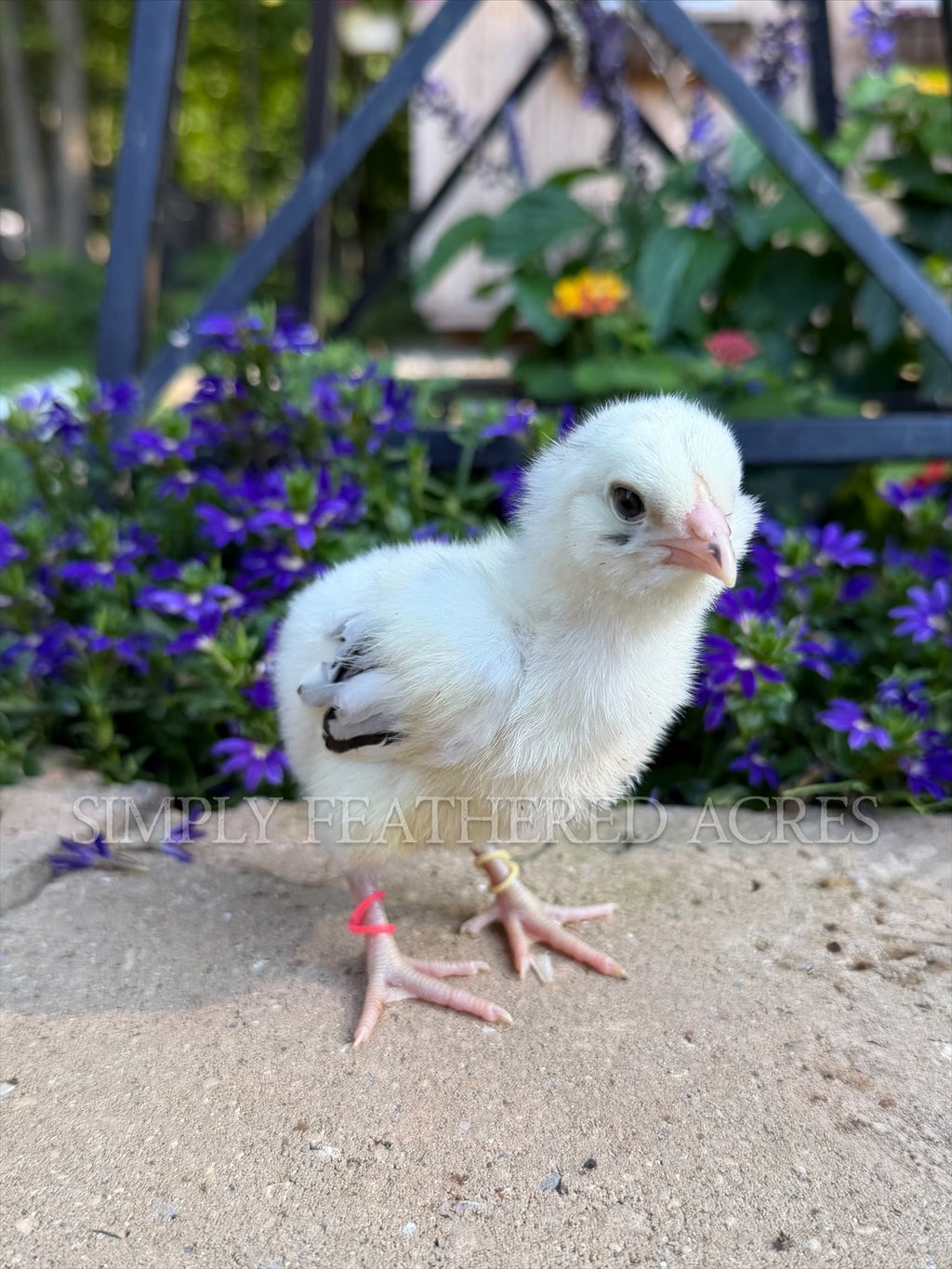 Ermine/Dominant White Ameraucana Chicks