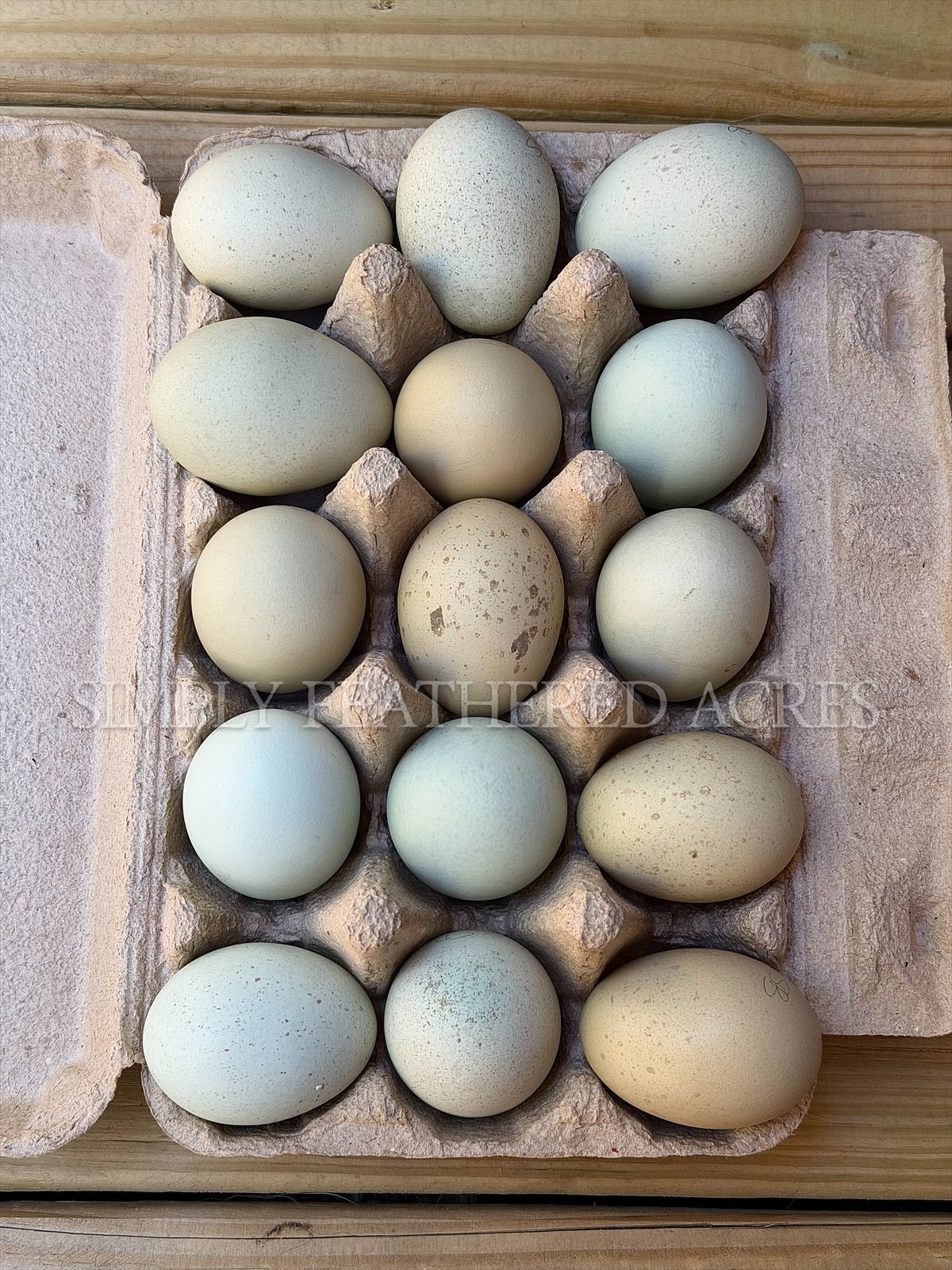 Silverudd’s Blue Hatching Eggs