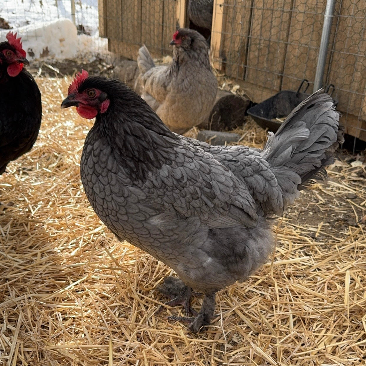 BBS Marans Chicks