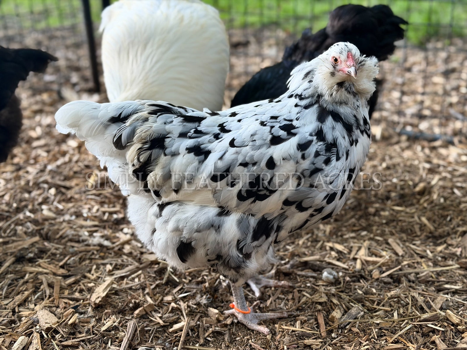 Ermine Ameraucana Chicks
