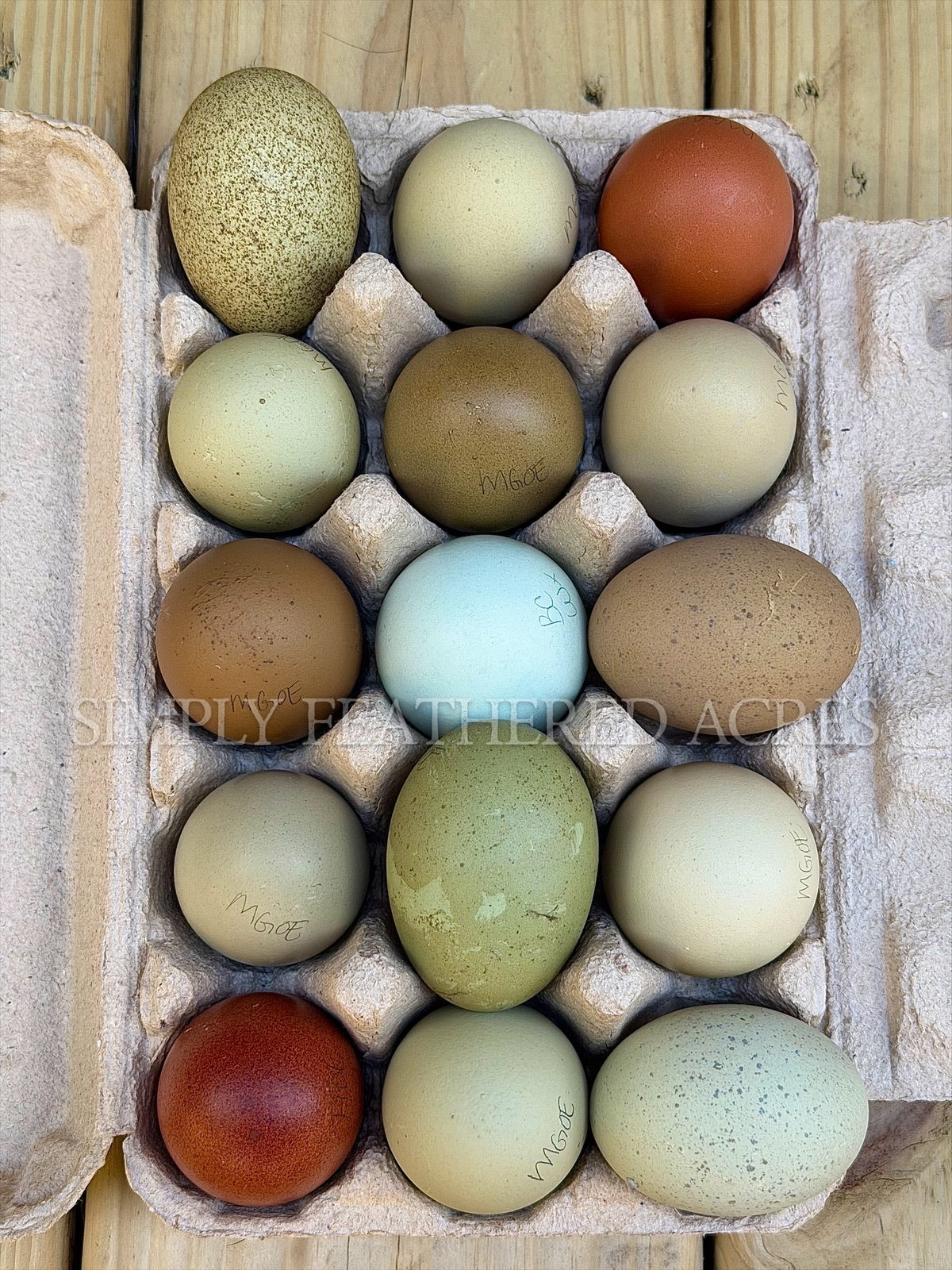 Rainbow Hatching Eggs