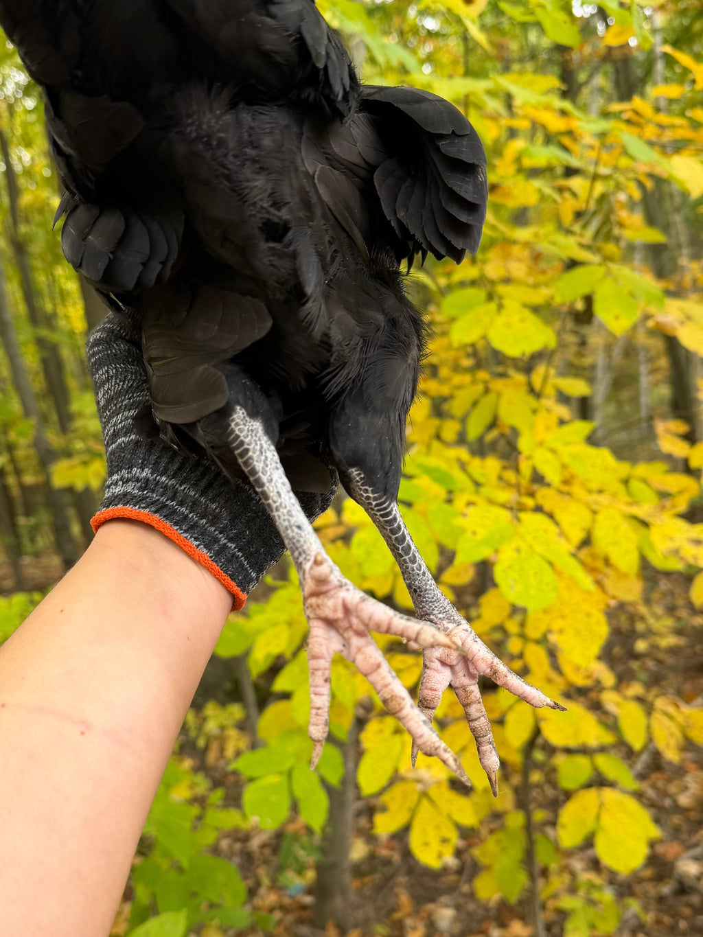 Silverudd’s Blue Pullet (Black-not SOP)