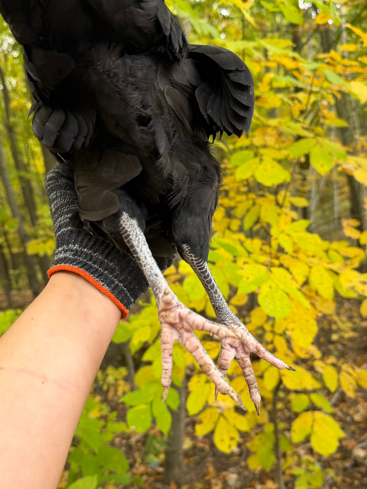 Silverudd’s Blue Pullet (Black-not SOP)
