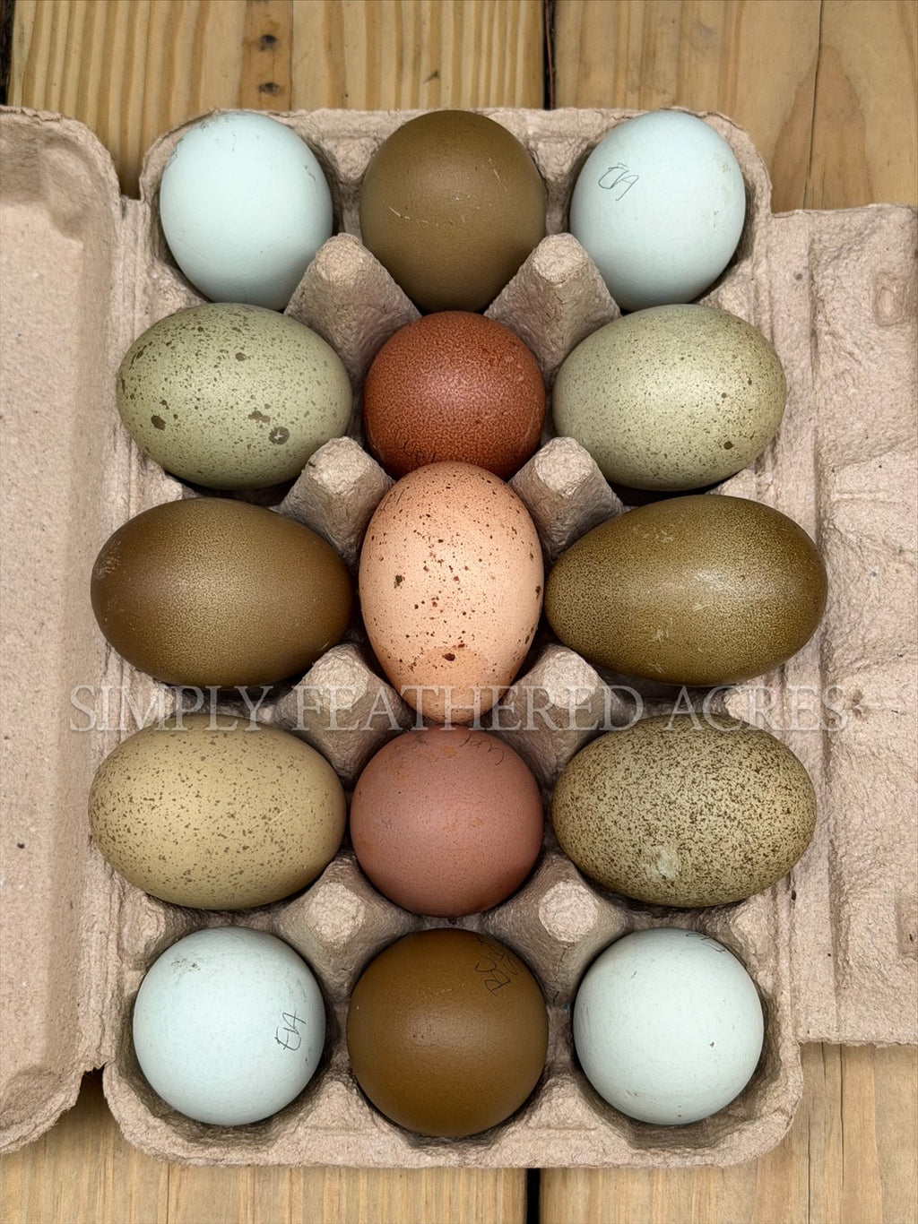 Rainbow Hatching Eggs
