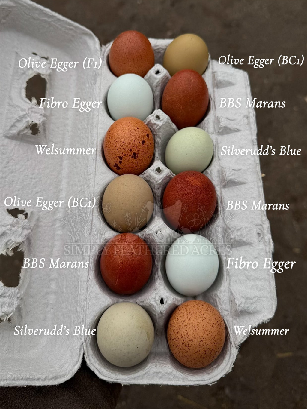 Customer’s Choice Hatching Eggs