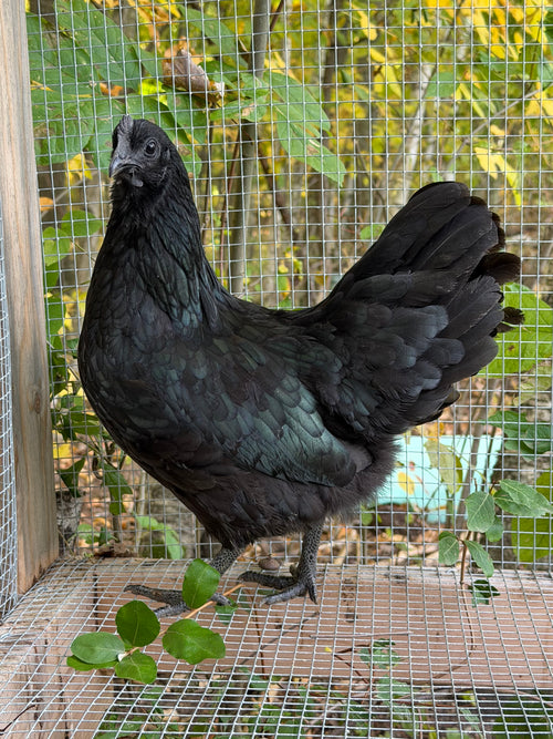Ayam Cemani Pullet
