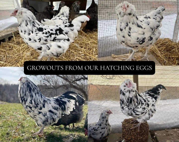 Ermine Ameraucana Hatching Eggs