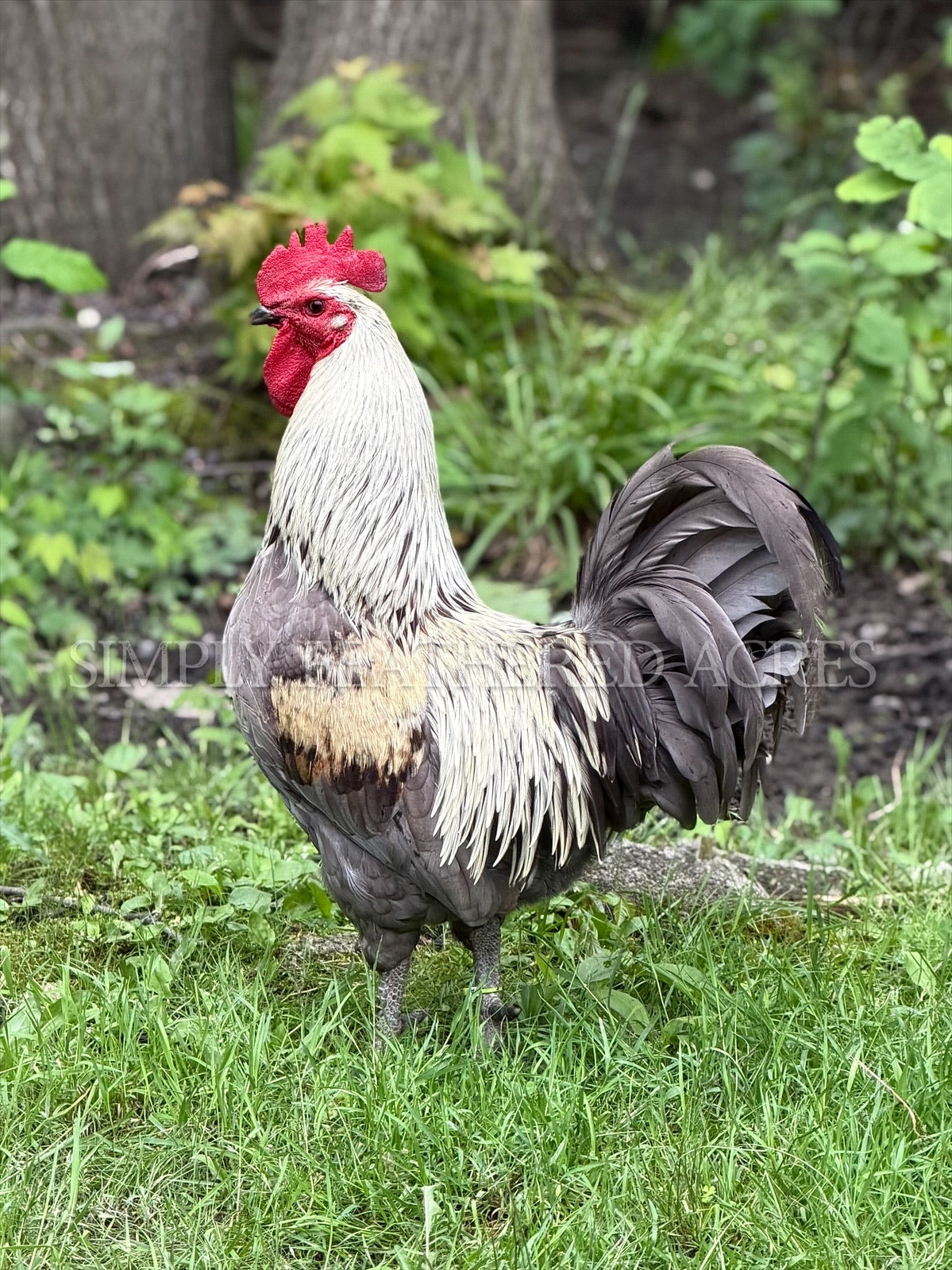Silverudd’s Blue Hatching Eggs