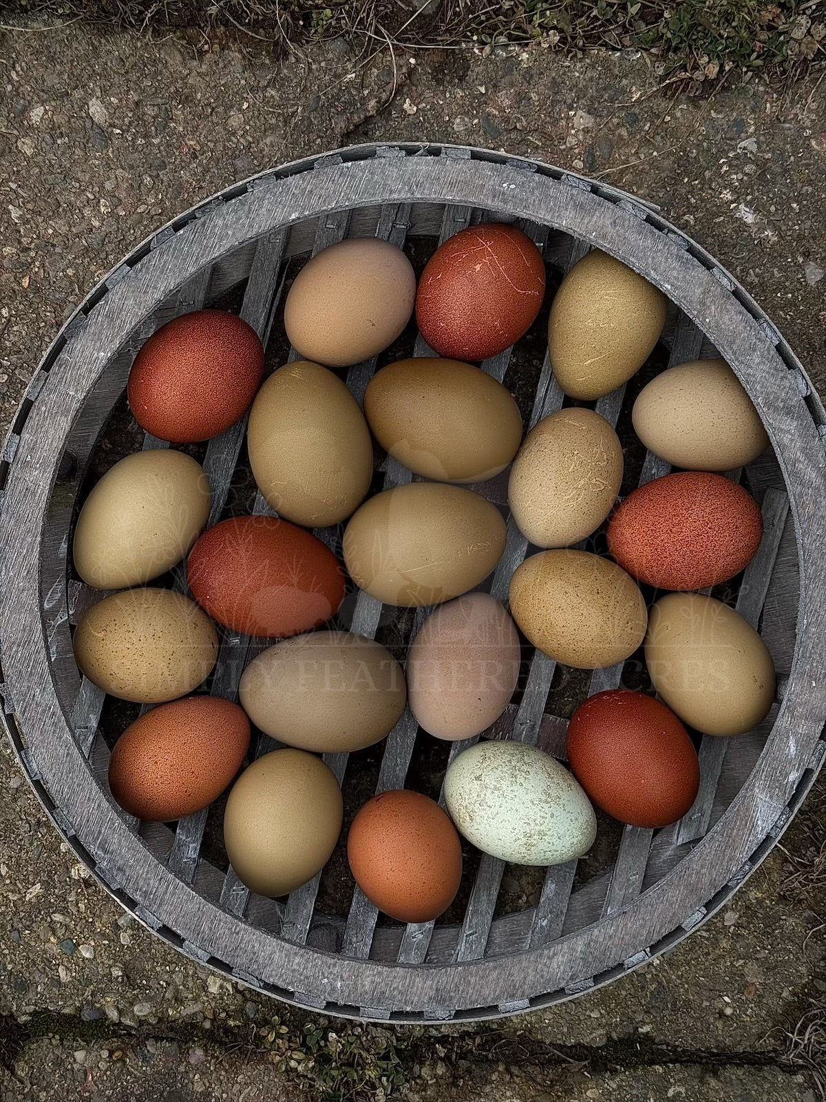 Olive Egger Hatching Eggs